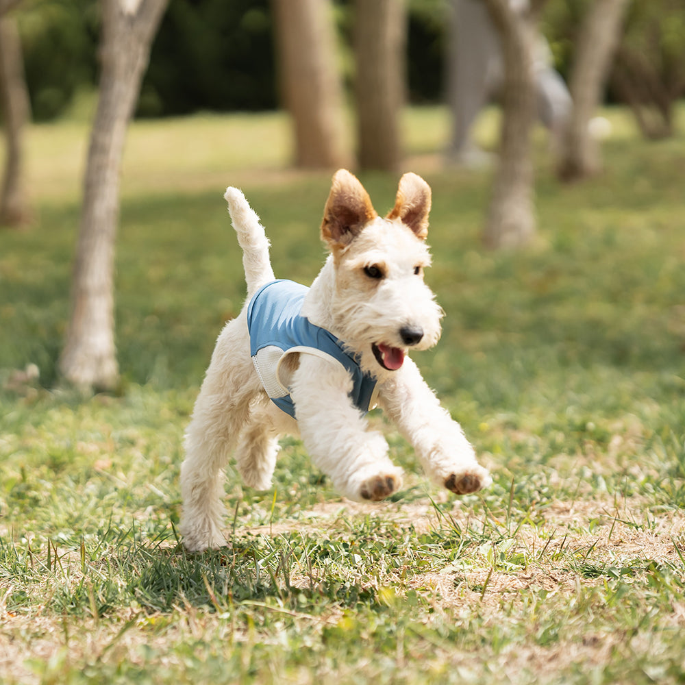 Small Wire Fox Terrier dog wearing a blue cooling mesh dog tank running and jumping happily on green grass in a park. Tiny Menace