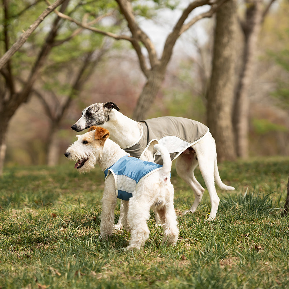 Small Wire Fox Terrier dog wearing a blue and gray cooling mesh dog tank running and jumping happily on green grass in a park. Tiny Menace