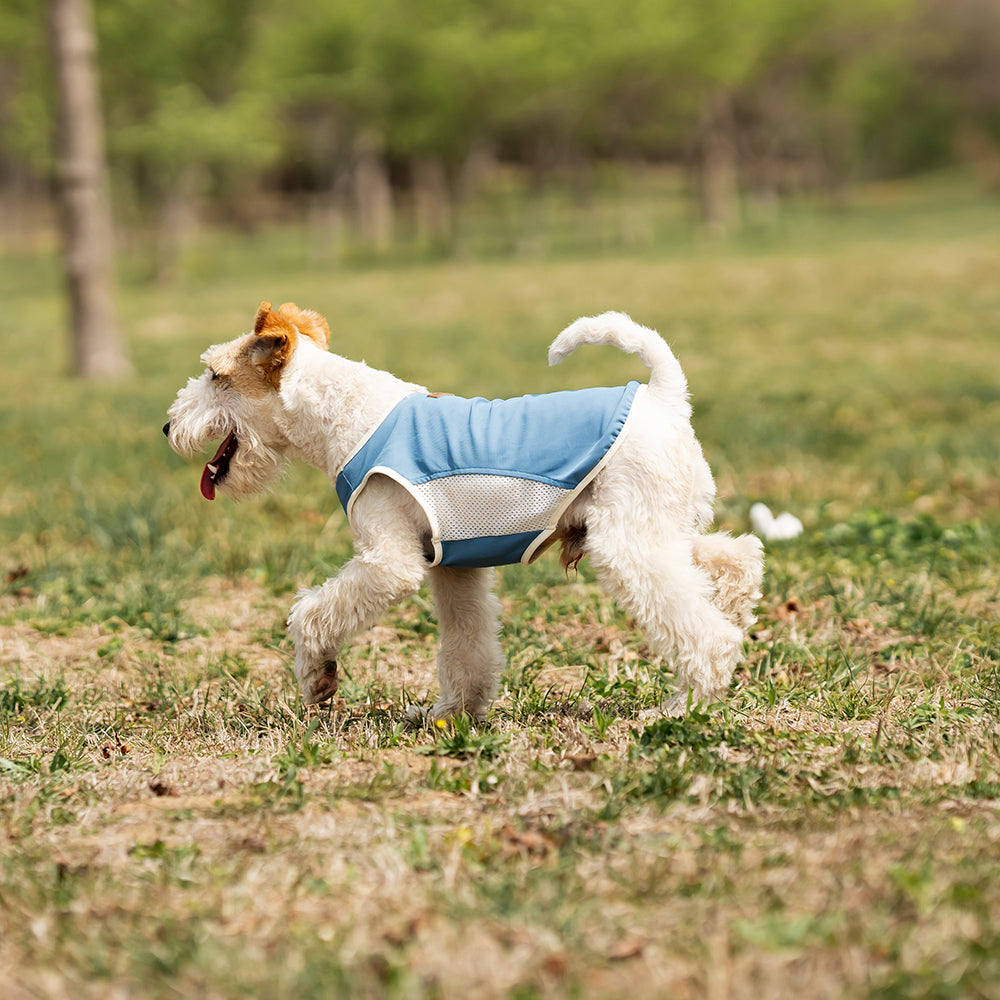  Small Wire Fox Terrier dog wearing a blue cooling mesh dog tank running and jumping happily on green grass in a park. Tiny Menace