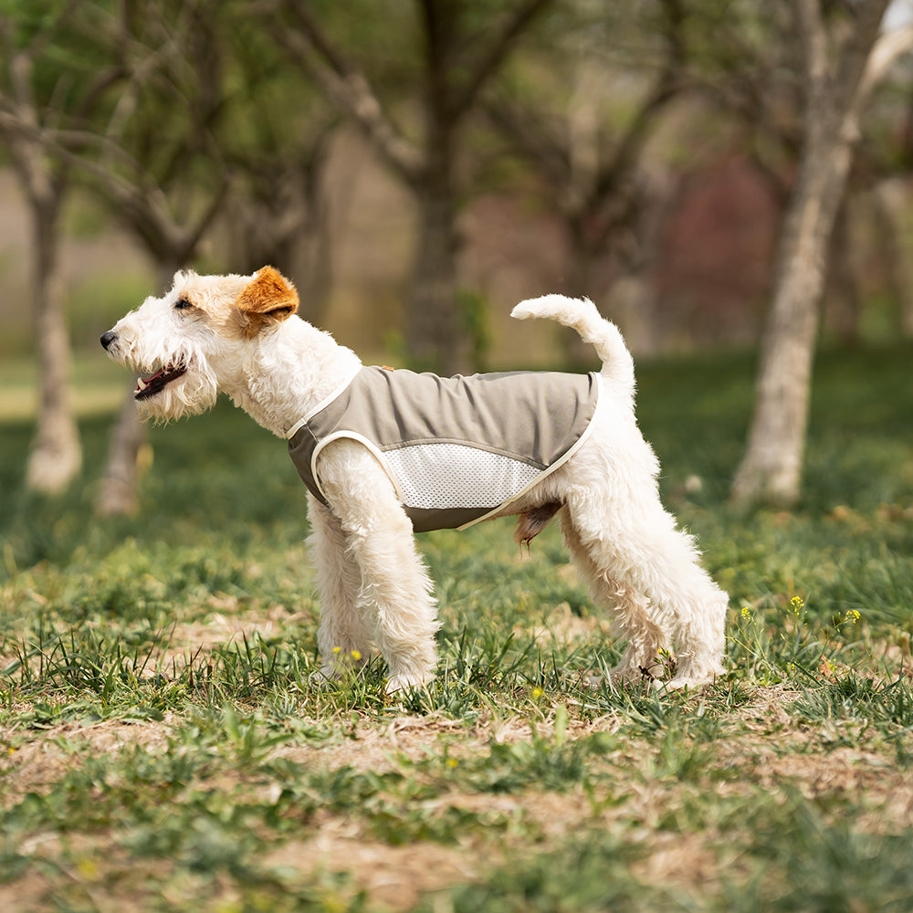 Small Wire Fox Terrier dog wearing a gray cooling mesh dog tank running and jumping happily on green grass in a park. Tiny Menace