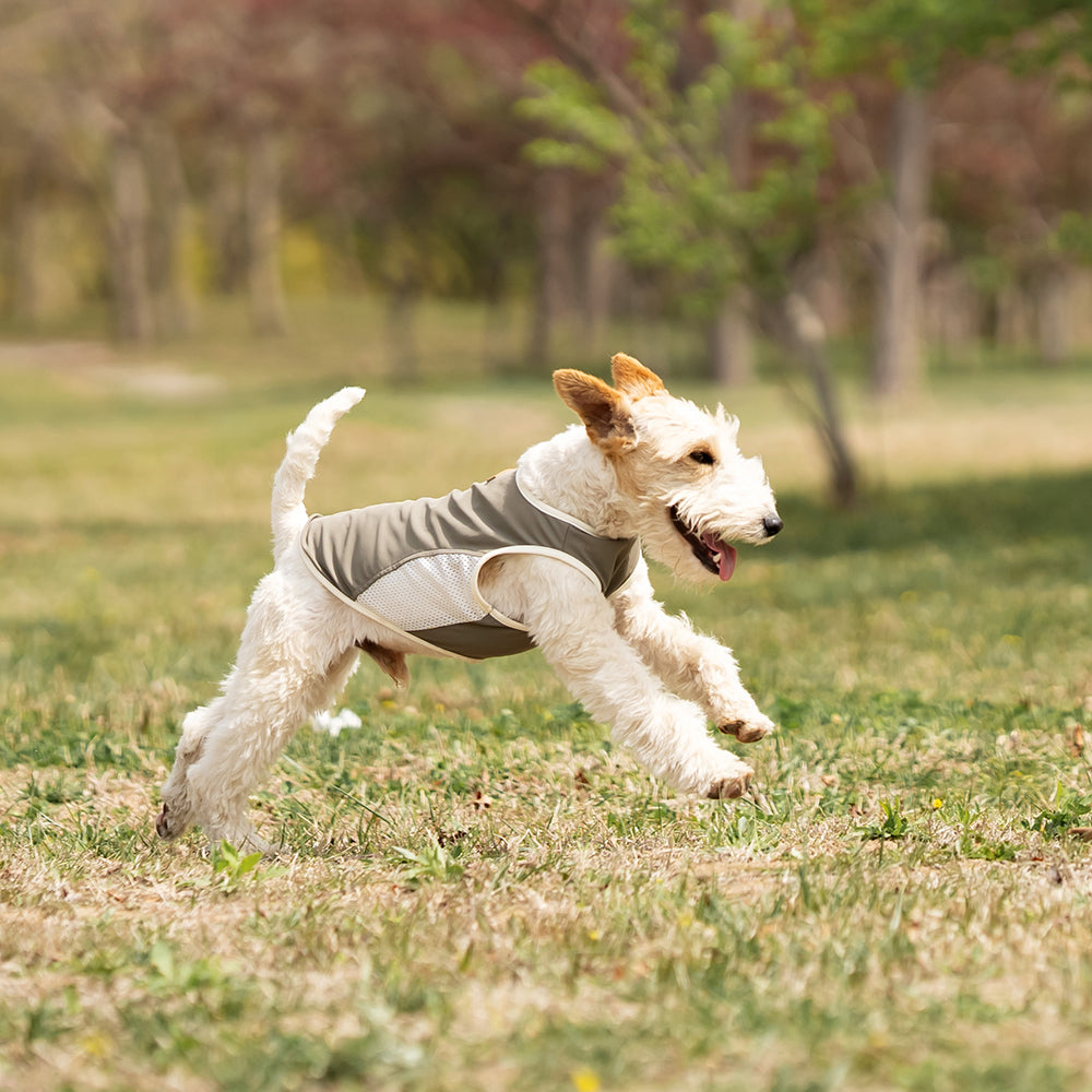 Small Wire Fox Terrier dog wearing a gray cooling mesh dog tank running and jumping happily on green grass in a park. Tiny Menace