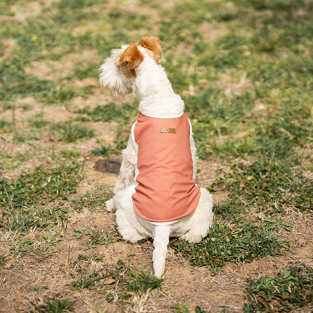 Small Wire Fox Terrier dog wearing a pink cooling mesh dog tank running and jumping happily on green grass in a park. Tiny Menace