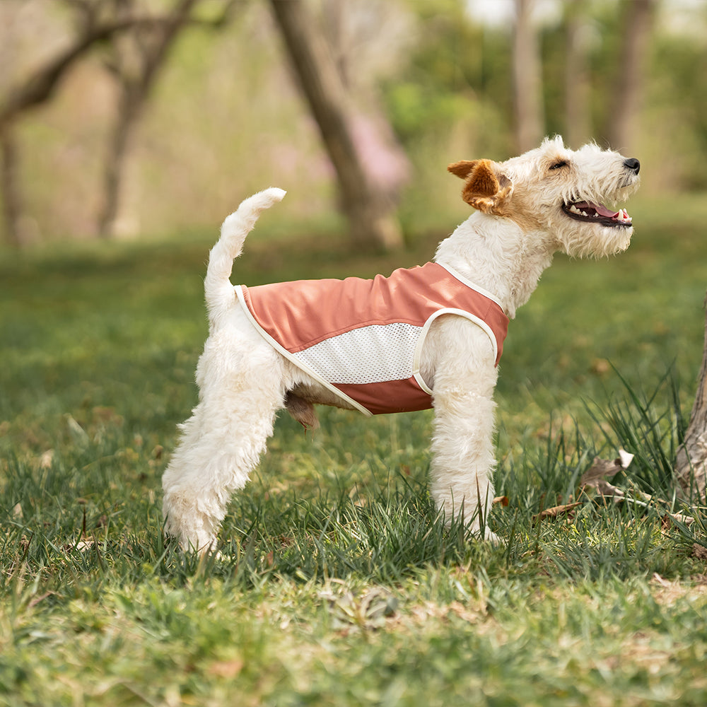 Small Wire Fox Terrier dog wearing a pink cooling mesh dog tank running and jumping happily on green grass in a park. Tiny Menace