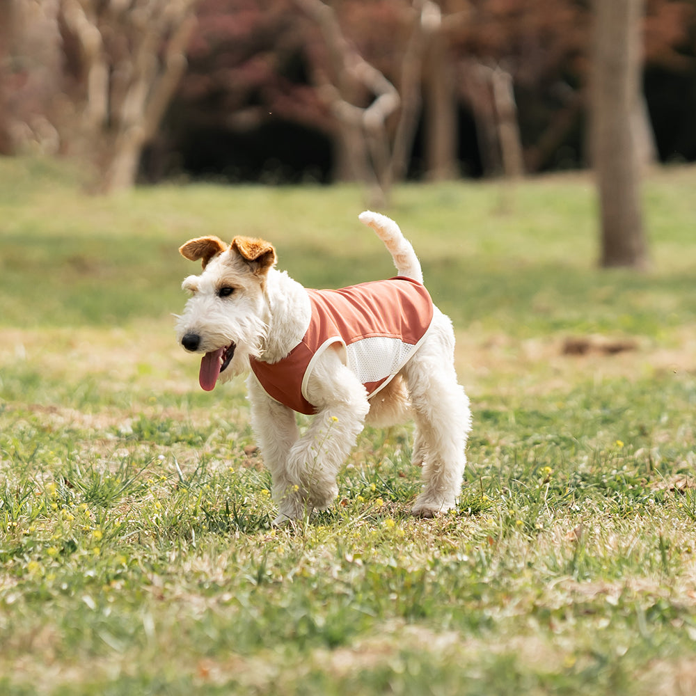 Small Wire Fox Terrier dog wearing a pink cooling mesh dog tank running and jumping happily on green grass in a park. Tiny Menace