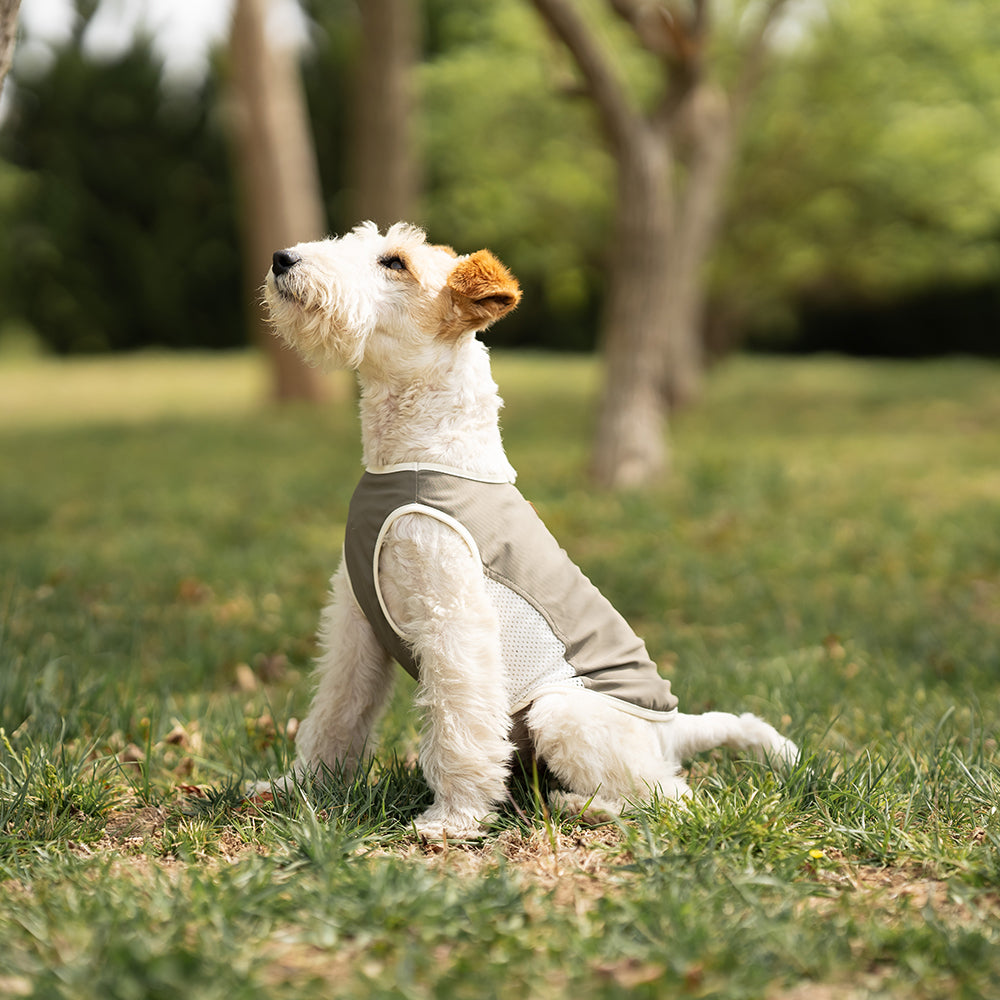 Small Wire Fox Terrier dog wearing a gray cooling mesh dog tank running and jumping happily on green grass in a park. Tiny Menace