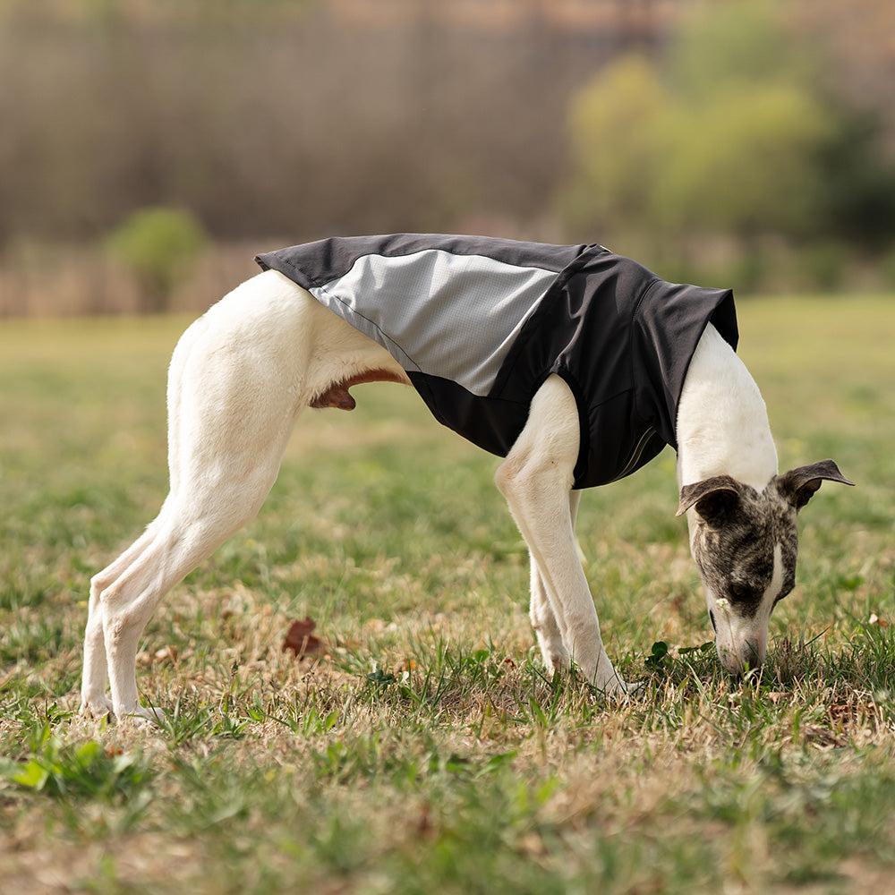 Whippet dog wearing a black and grey sleeveless high-neck dog jacket standing outside in a park. Tiny Menace