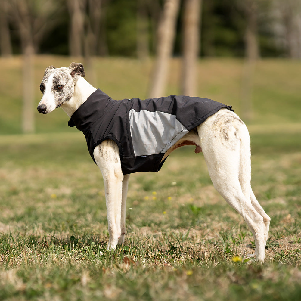 Whippet dog wearing a black and white sleeveless high-neck dog jacket standing outside in a park. Tiny Menace