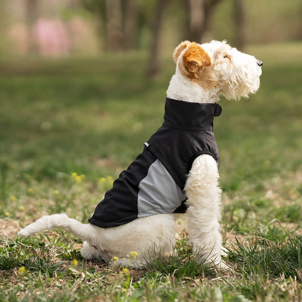 Whippet dog wearing a black and white sleeveless high-neck dog jacket standing outside in a park. Tiny Menace