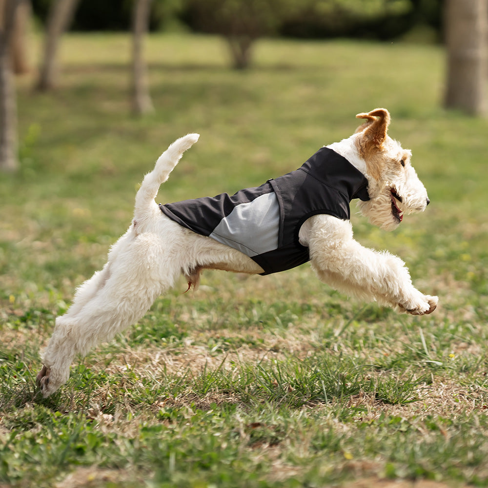 Whippet dog wearing a black and grey sleeveless high-neck dog jacket standing outside in a park. Tiny Menace