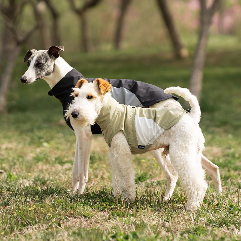 Whippet dog wearing a black and grey sleeveless high-neck dog jacket standing outside in a park. Tiny Menace