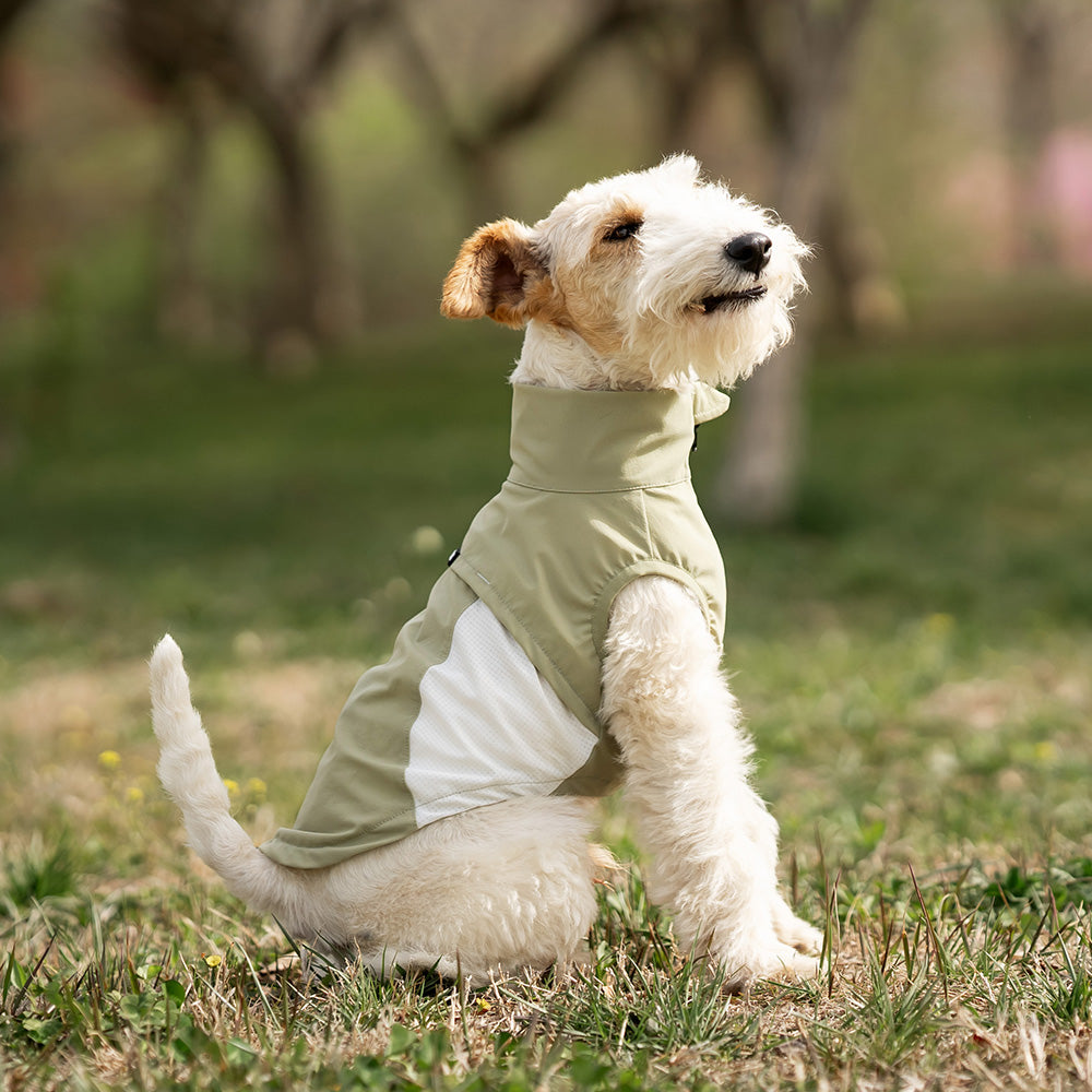 Whippet dog wearing a green and white sleeveless high-neck dog jacket standing outside in a park