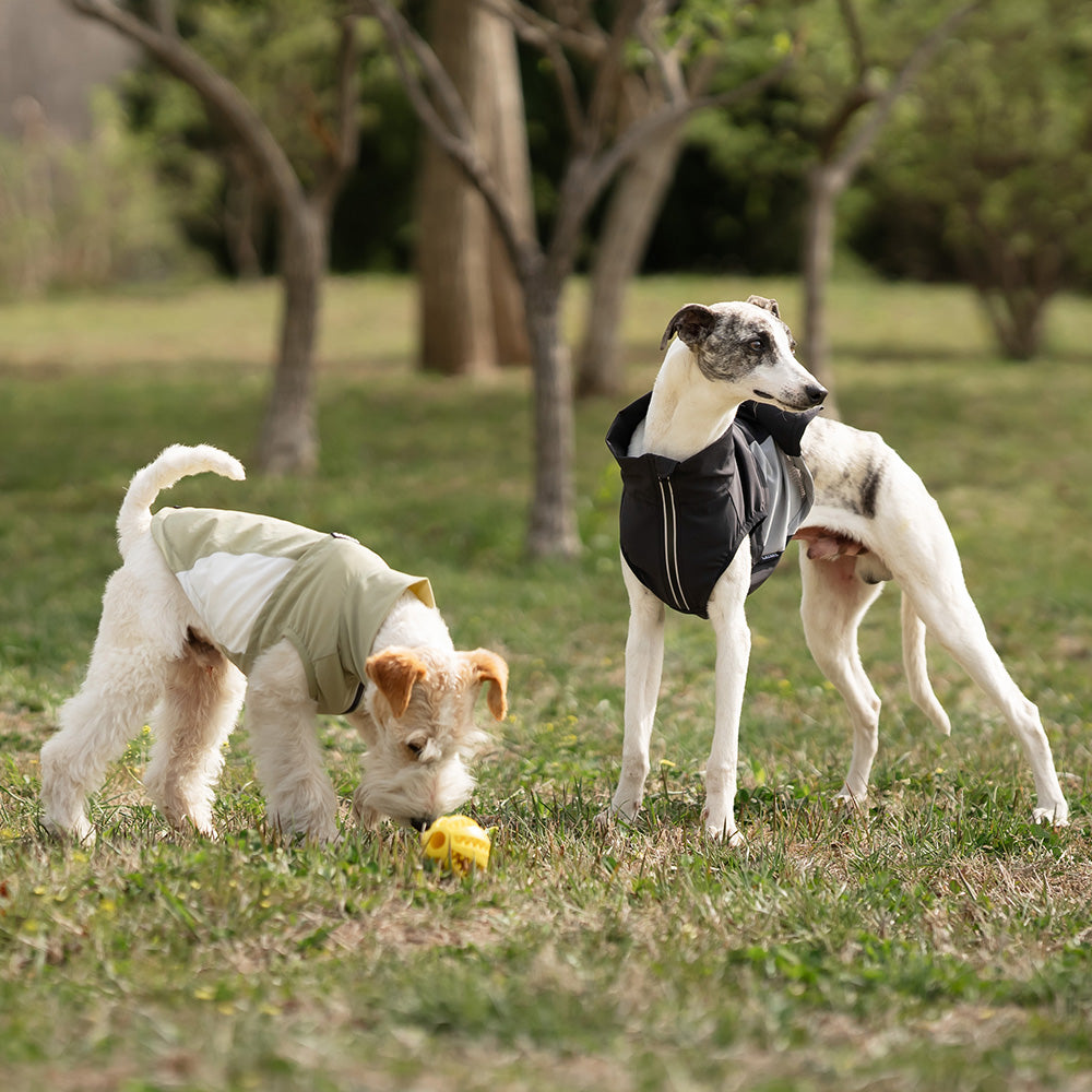 Whippet dog wearing a Green and white sleeveless high-neck dog jacket standing outside in a park. Tiny Menace