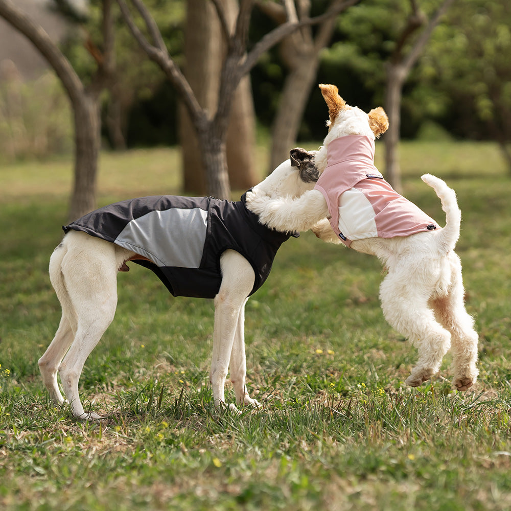 Whippet dog wearing a pink and white sleeveless high-neck dog jacket standing outside in a park. Tiny Menace