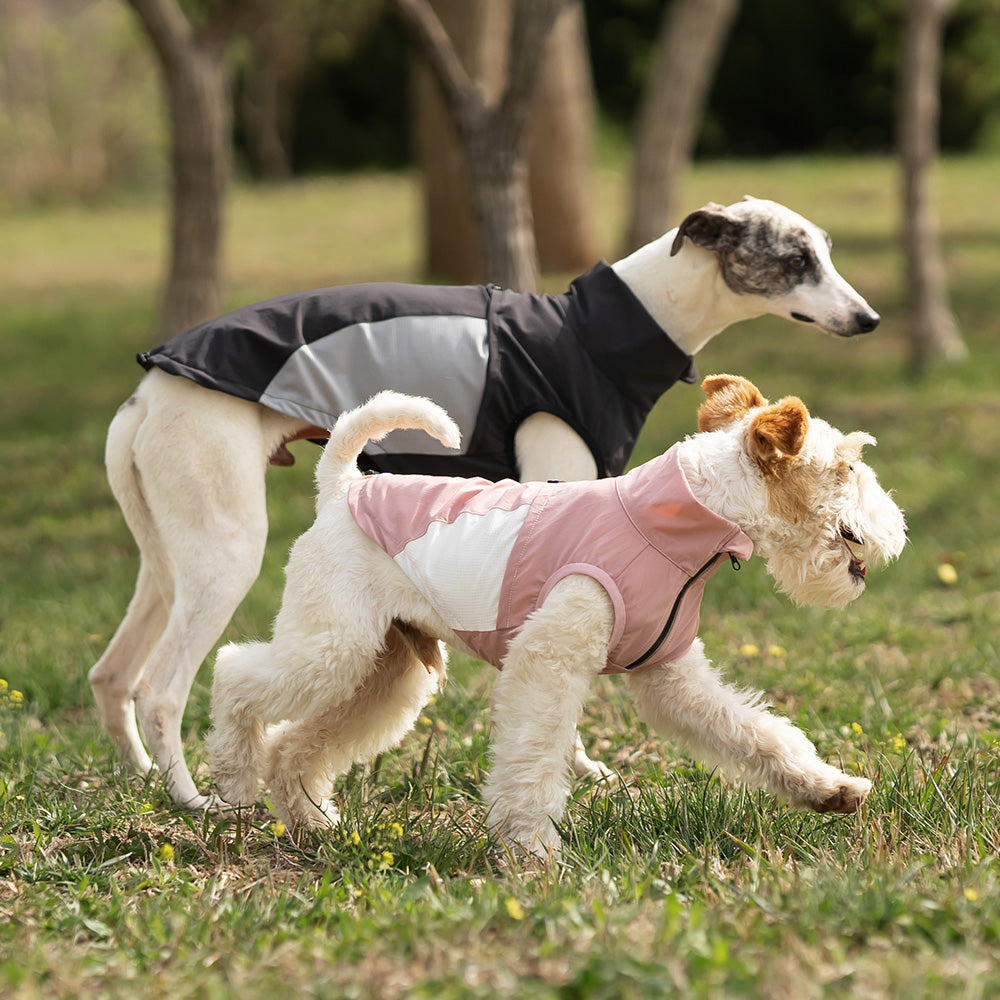 Whippet dog wearing a pink and white sleeveless high-neck dog jacket standing outside in a park. Tiny Menace