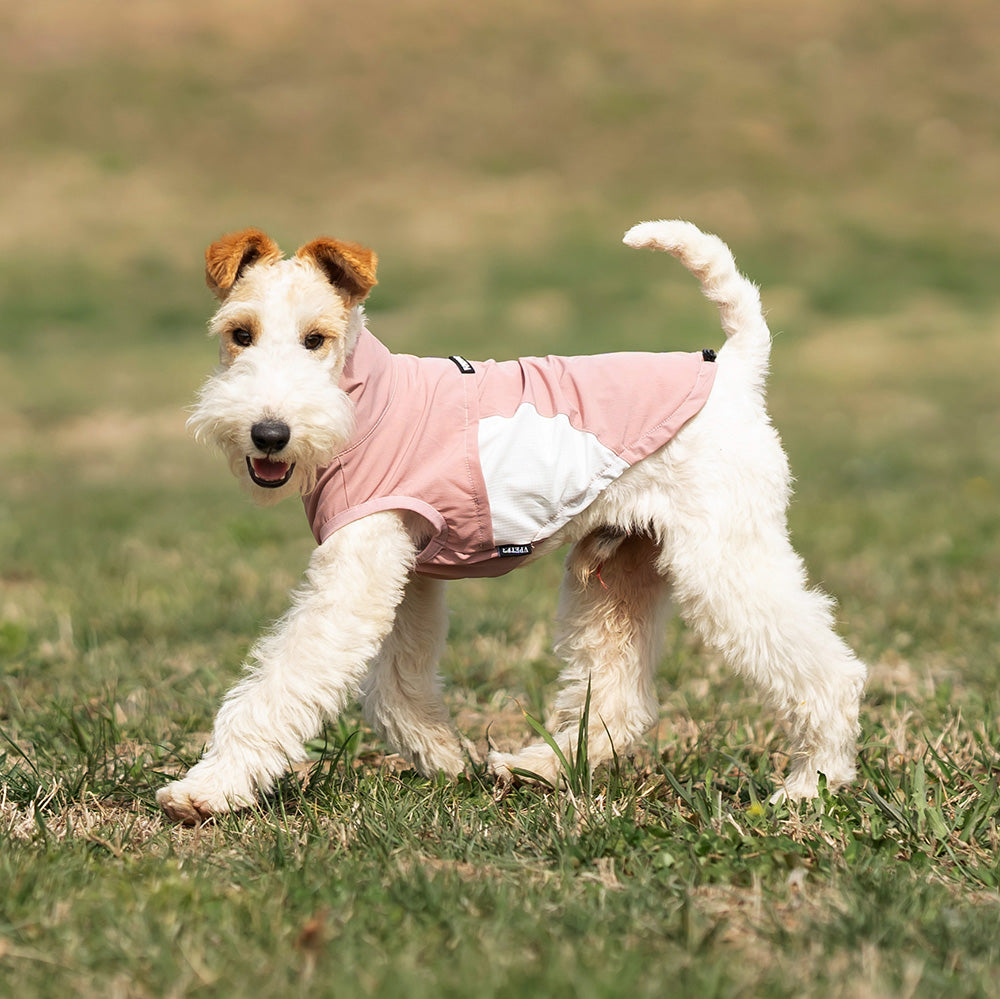 Whippet dog wearing a pink and white sleeveless high-neck dog jacket standing outside in a park. Tiny Menace
