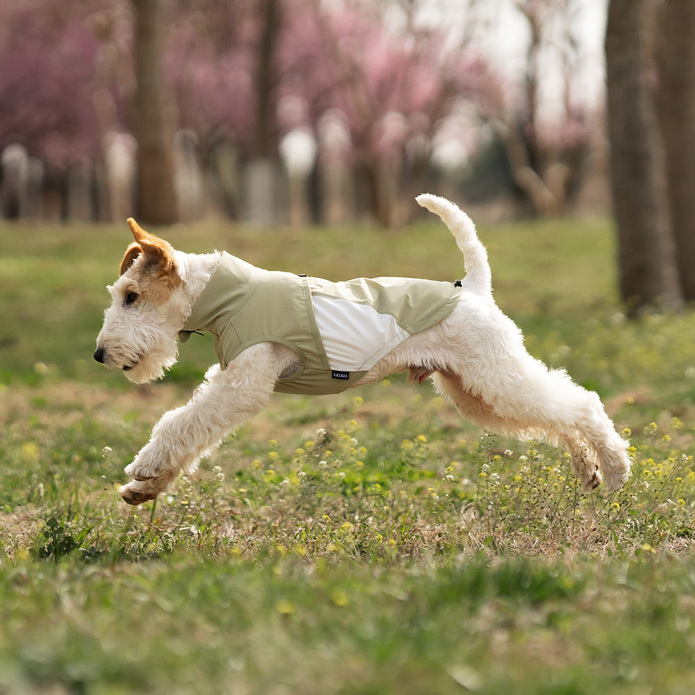Whippet dog wearing a green and white sleeveless high-neck dog jacket standing outside in a park. Tiny Menace