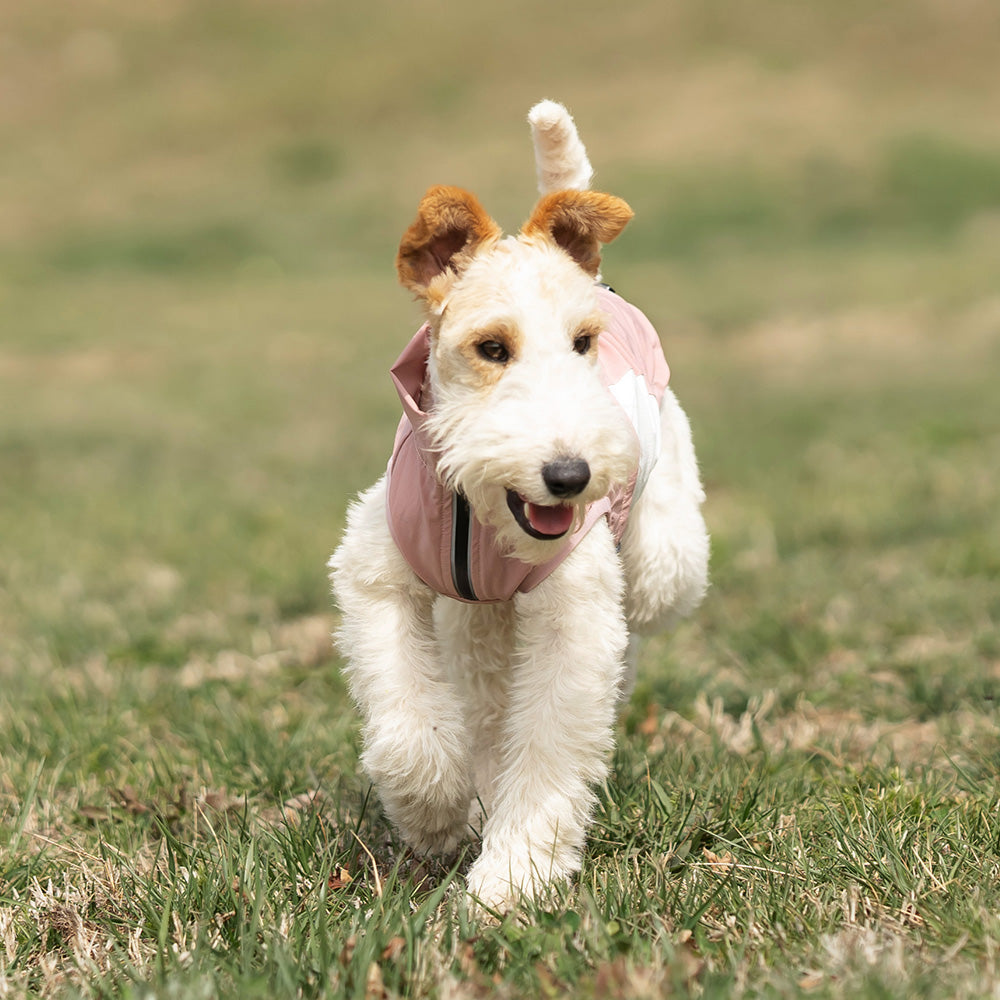 Whippet dog wearing a pink and white sleeveless high-neck dog jacket standing outside in a park. Tiny Menace