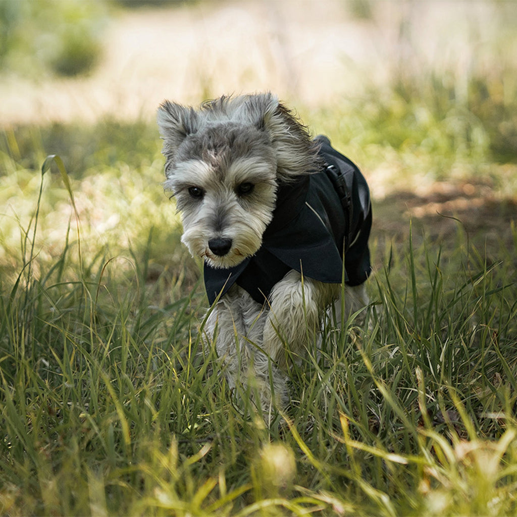 Dog wearing a black rain coat standing in grass