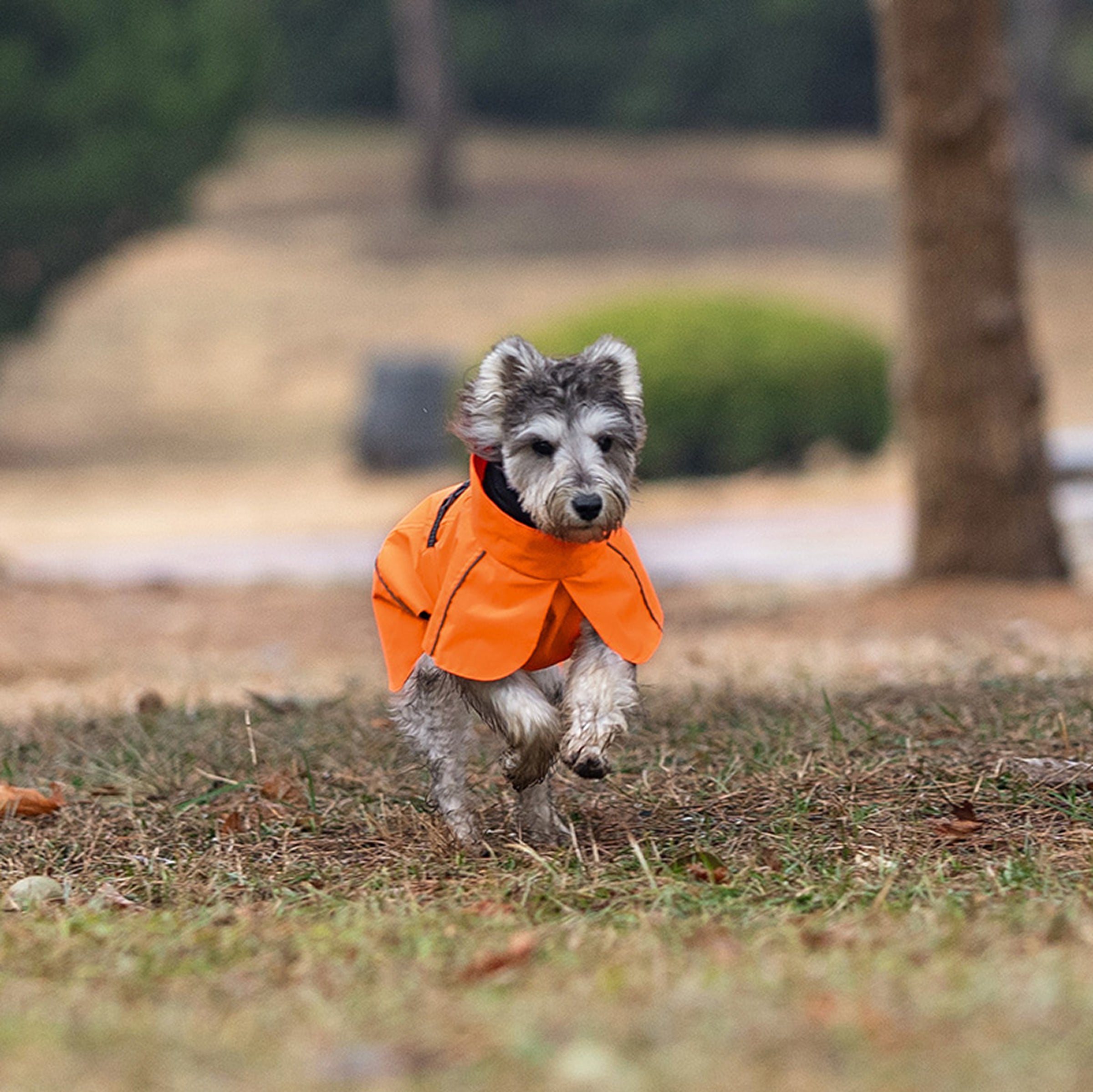Dog wearing an orange coat running on grass with a blurred background