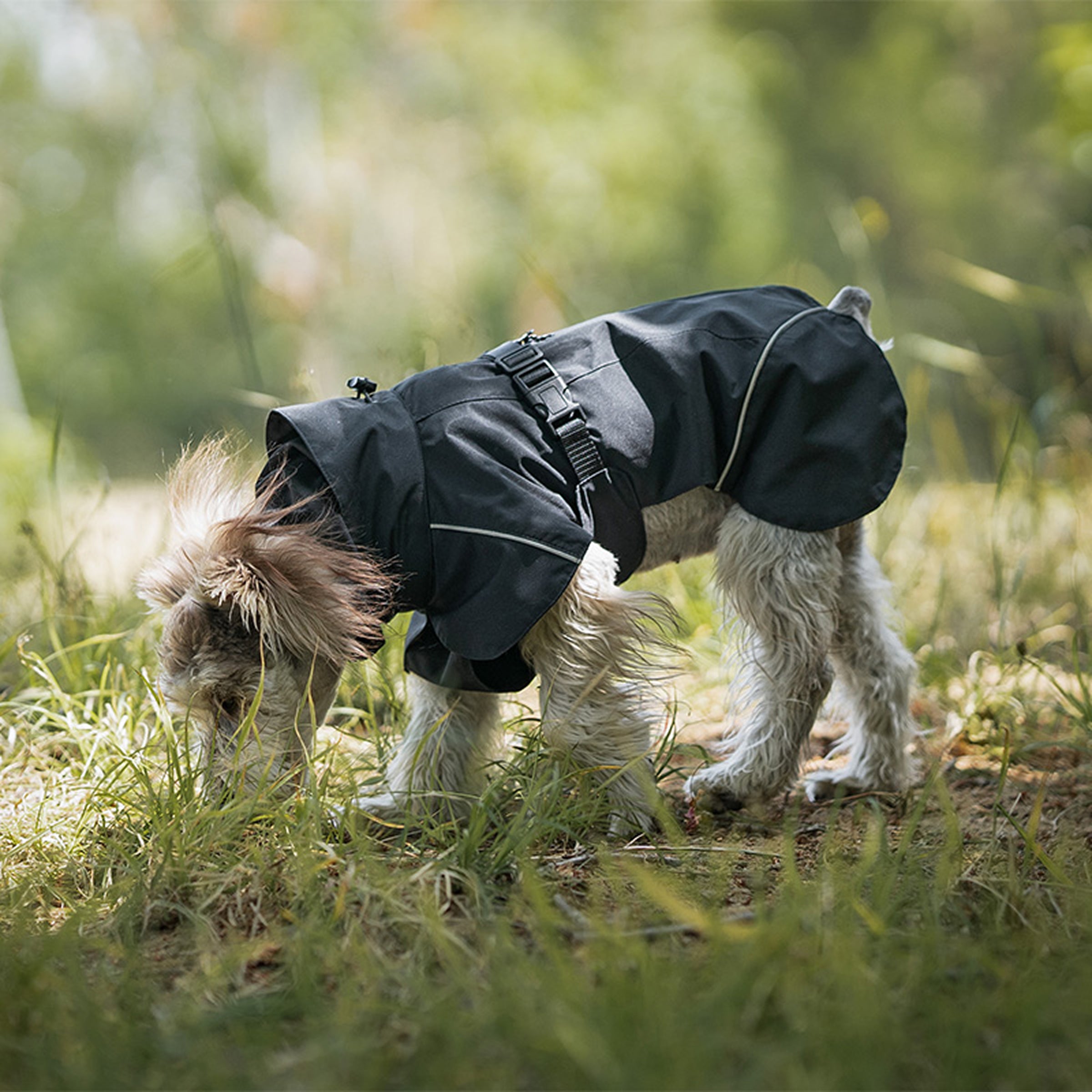 Dog wearing a black raincoat in a grassy outdoor setting