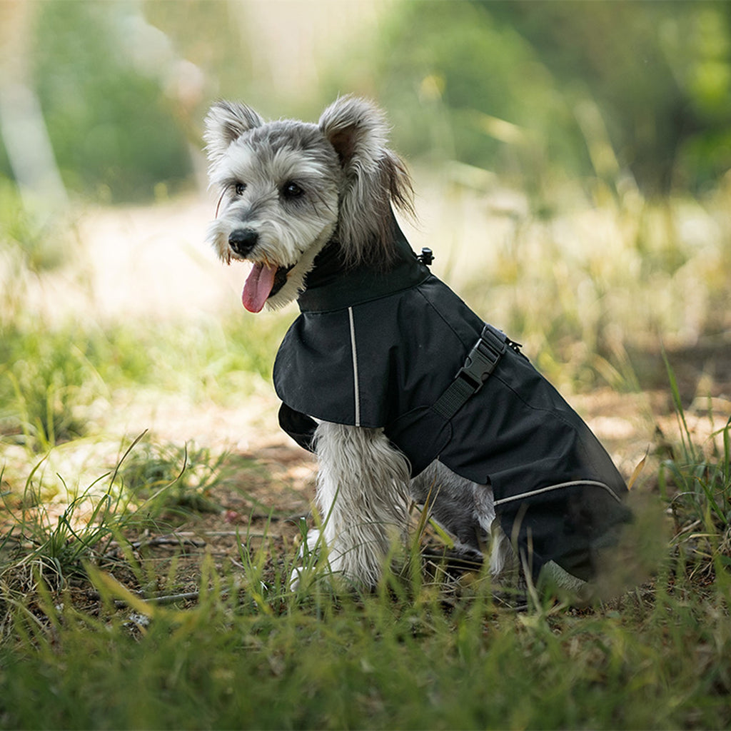 Dog wearing a black raincoat in a grassy outdoor setting