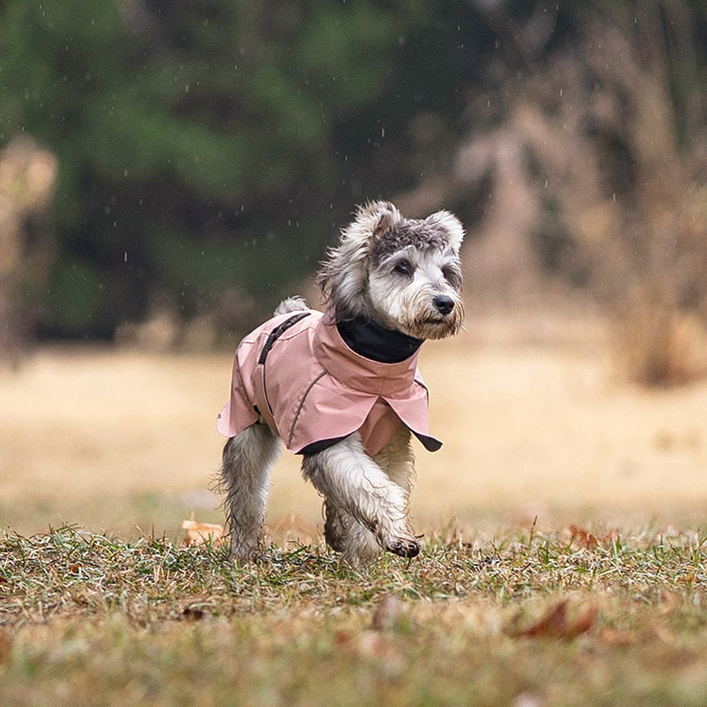 Dog wearing a pink coat running on grass with a blurred natural background