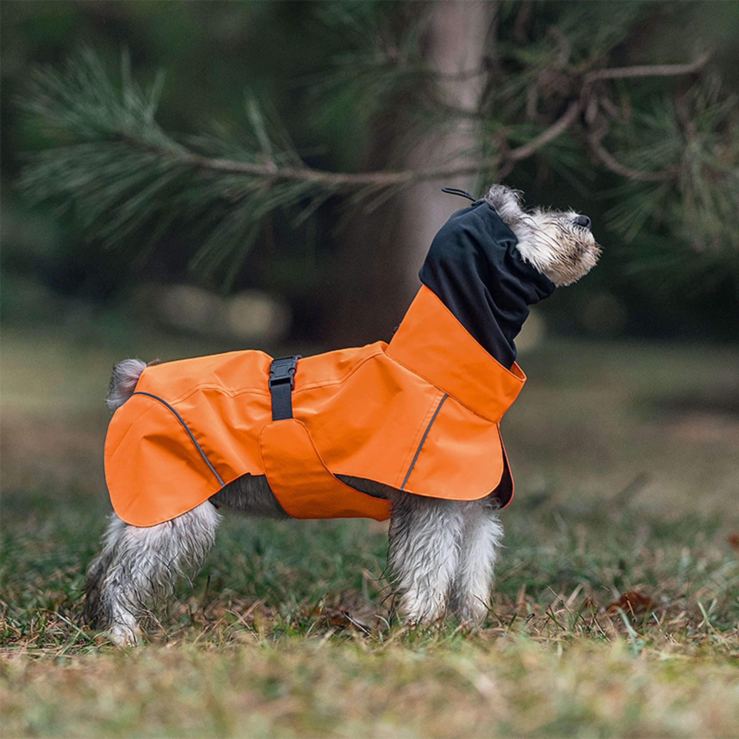 Dog wearing an orange raincoat in a forest setting
