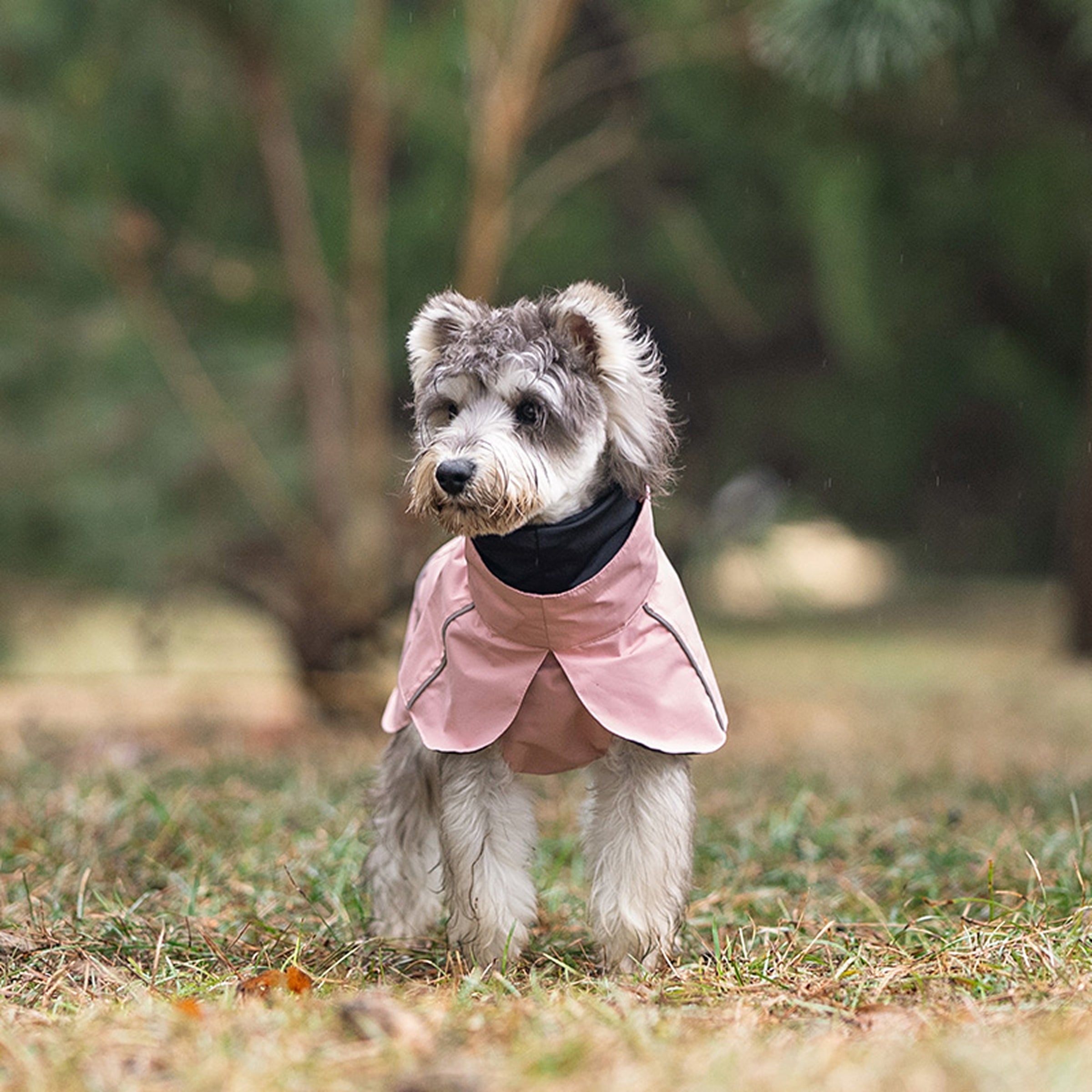 Dog wearing a pink rain coat standing on grass with trees in the background
