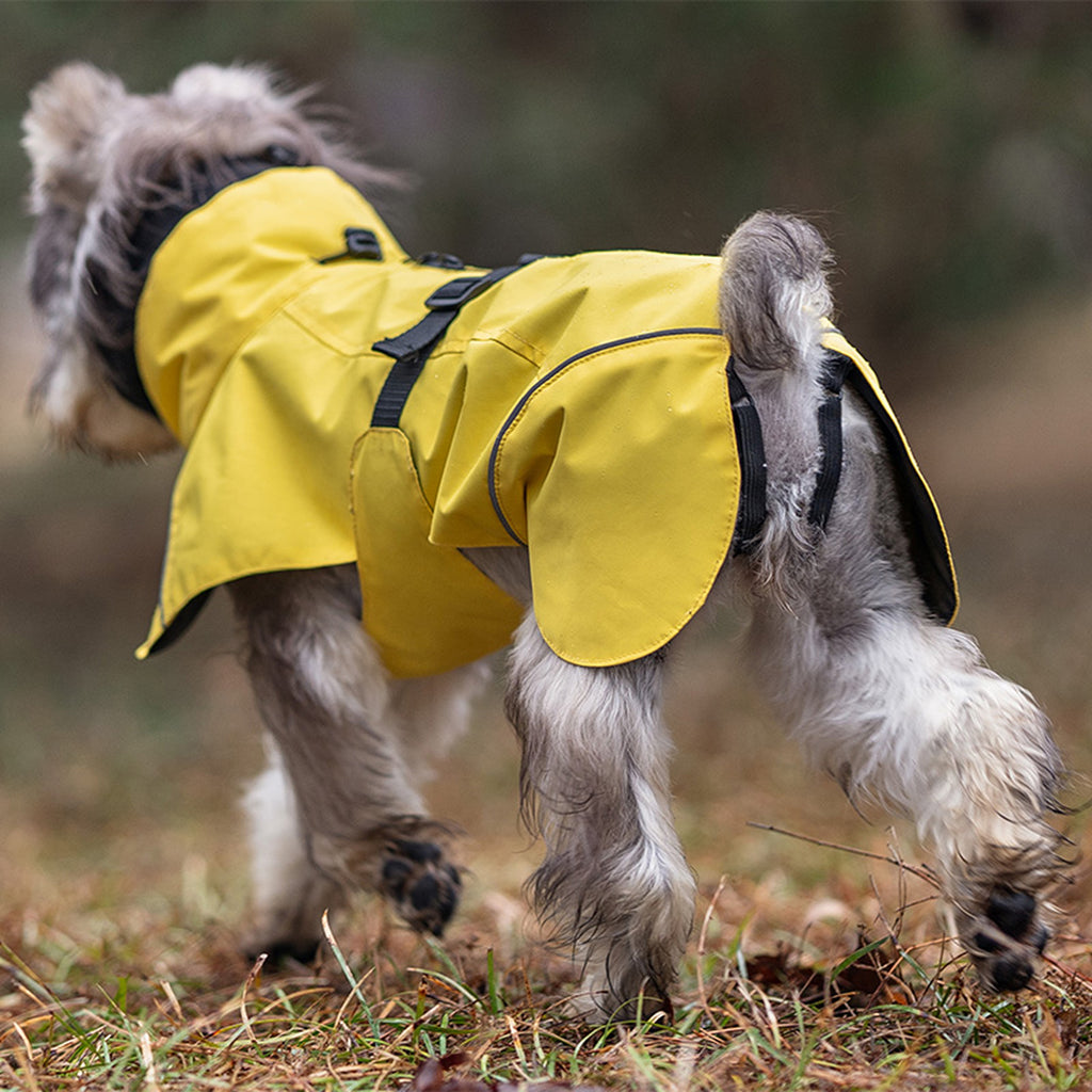 Dog wearing a yellow raincoat in an outdoor setting back view