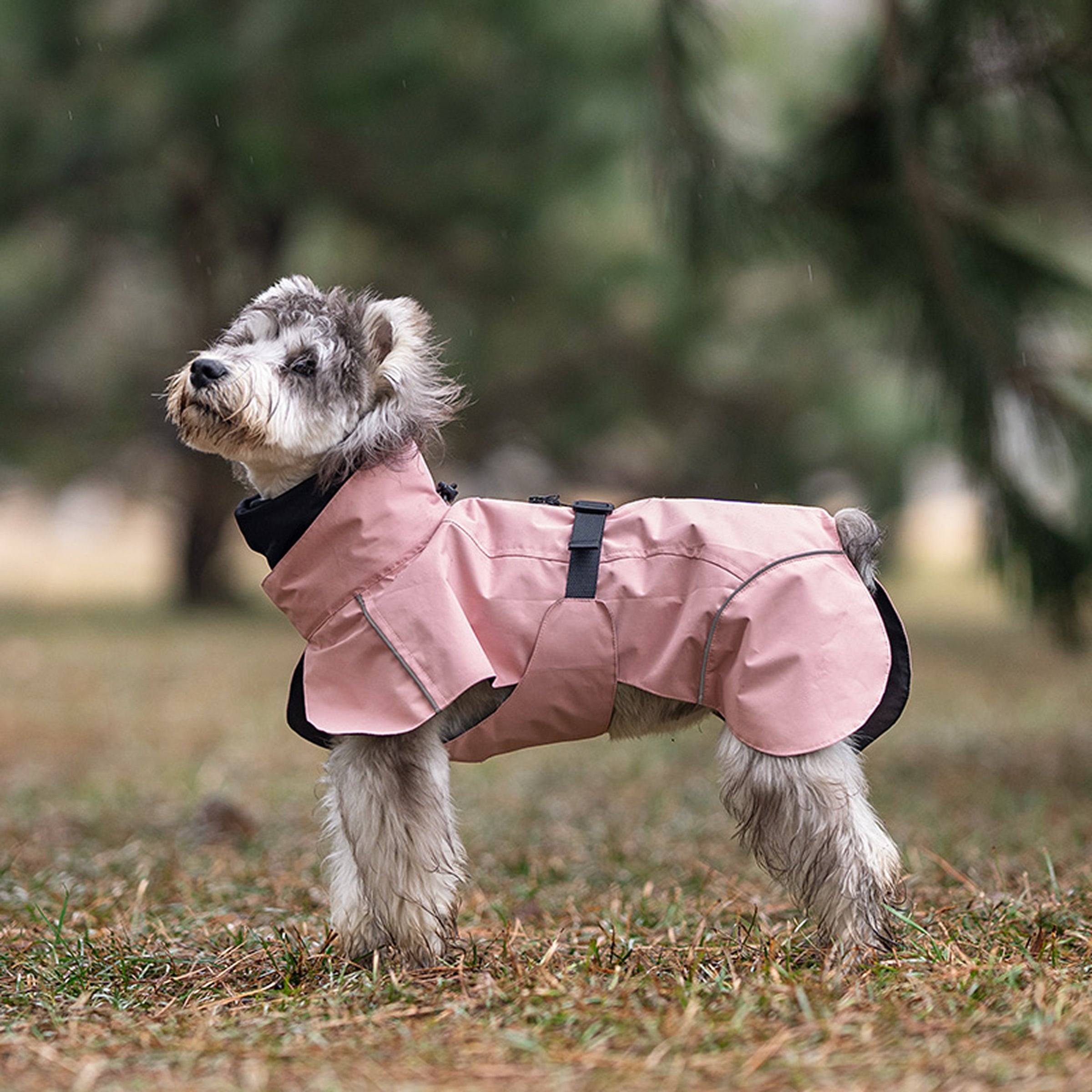 Dog wearing a pink rain coat standing on grass with a blurred natural background