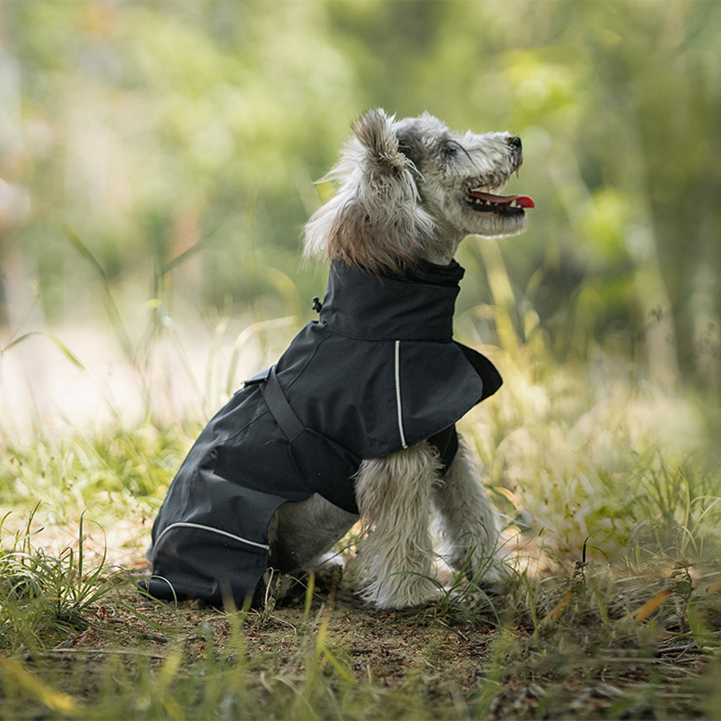 Dog wearing a black raincoat standing in a grassy outdoor setting