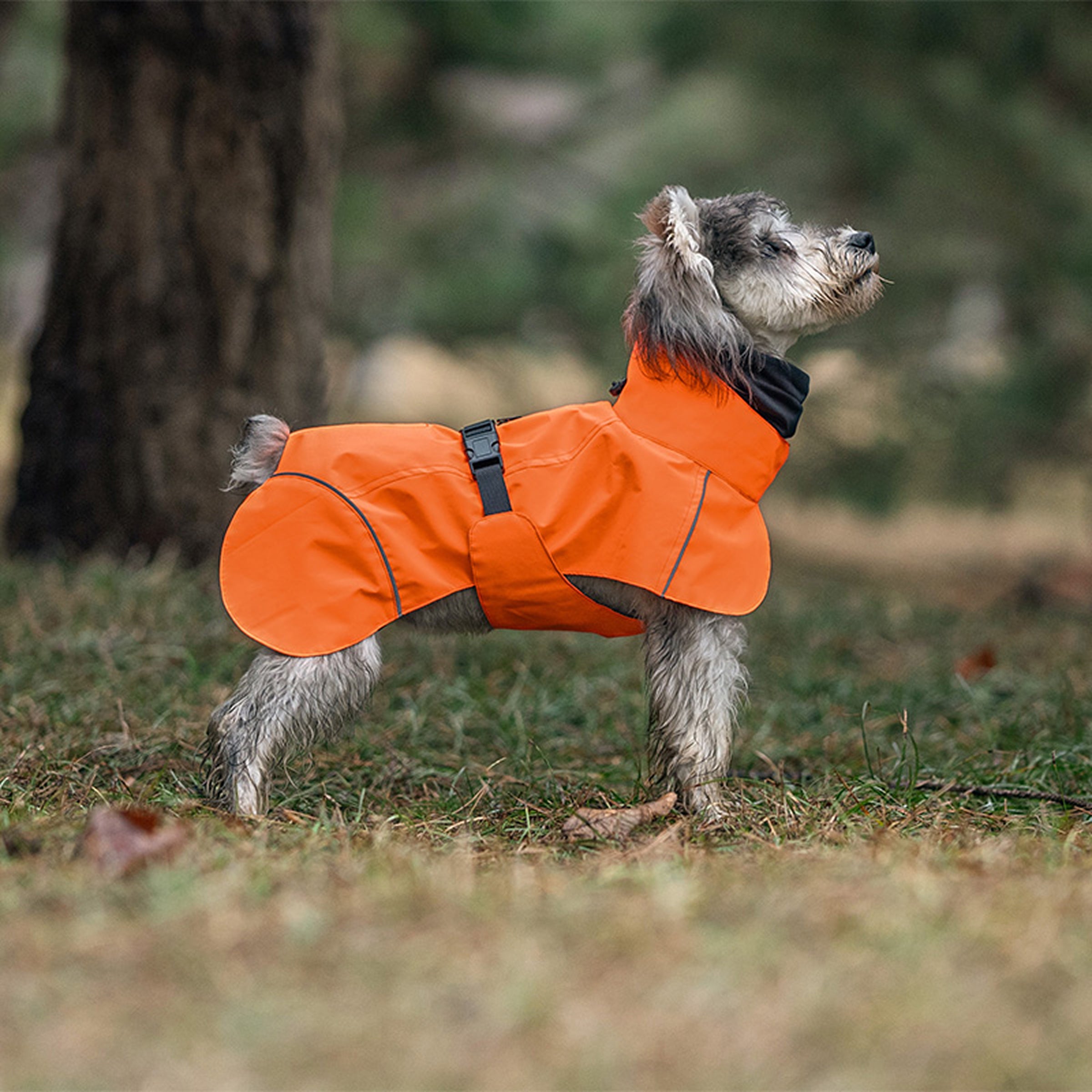Dog wearing an orange raincoat standing on grass with a blurred natural background