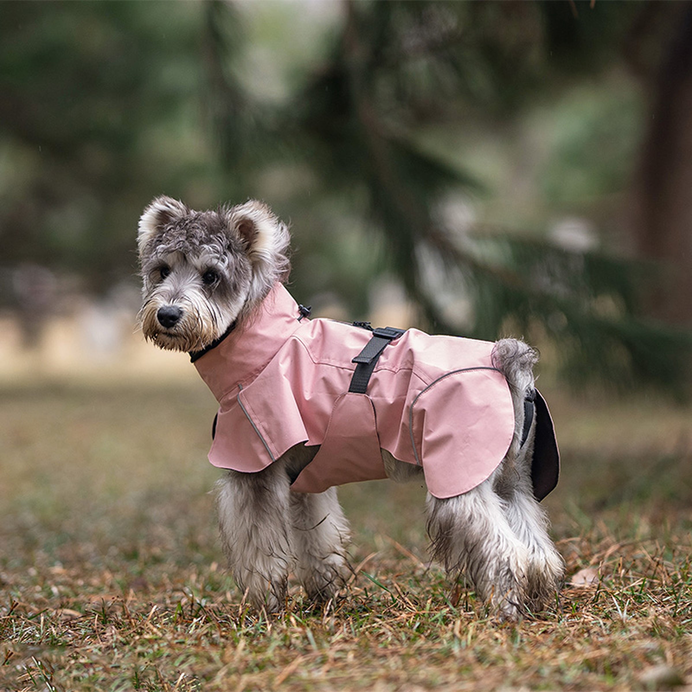Dog wearing a pink raincoat standing on grass with a blurred natural background