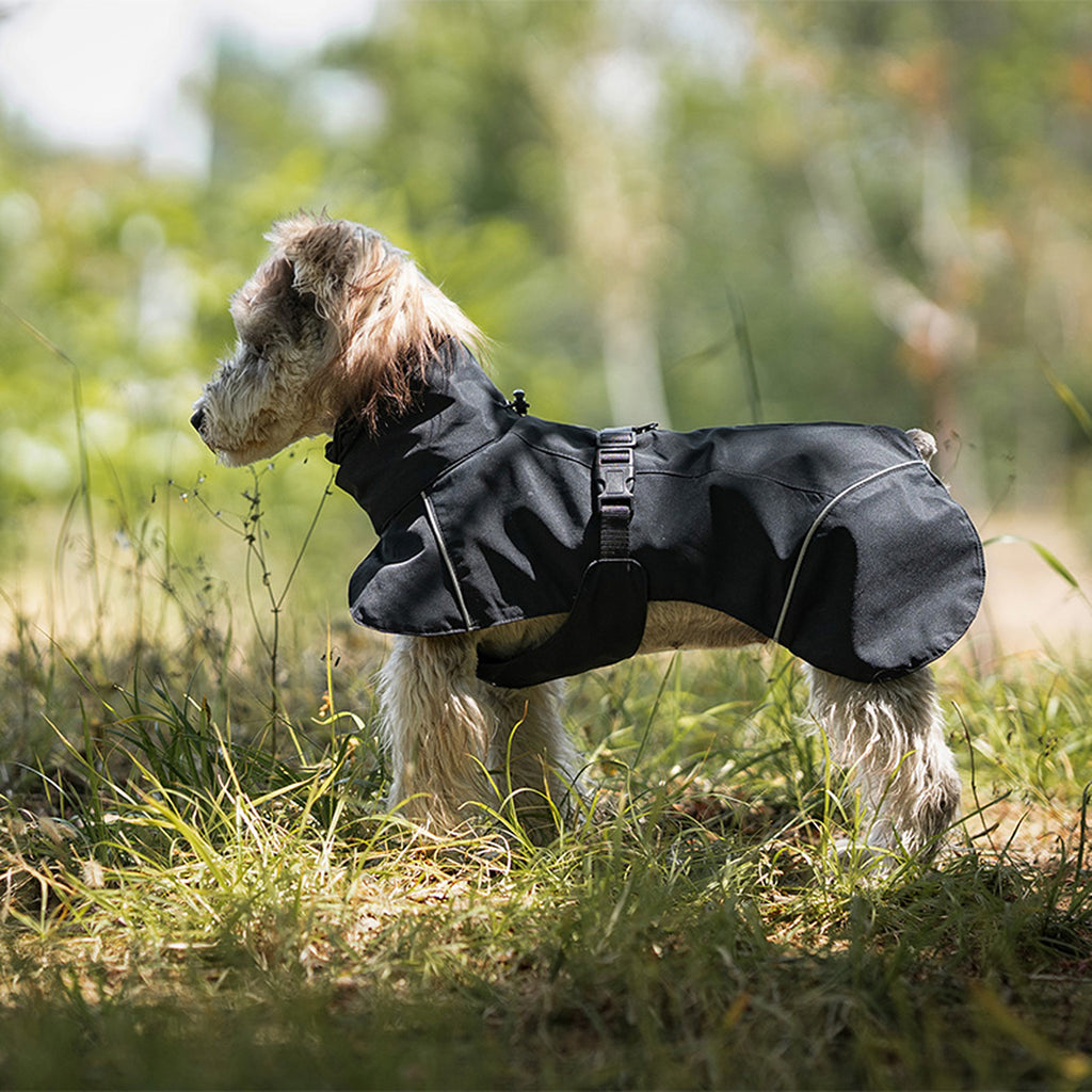 Dog wearing a black raincoat standing in a grassy outdoor setting