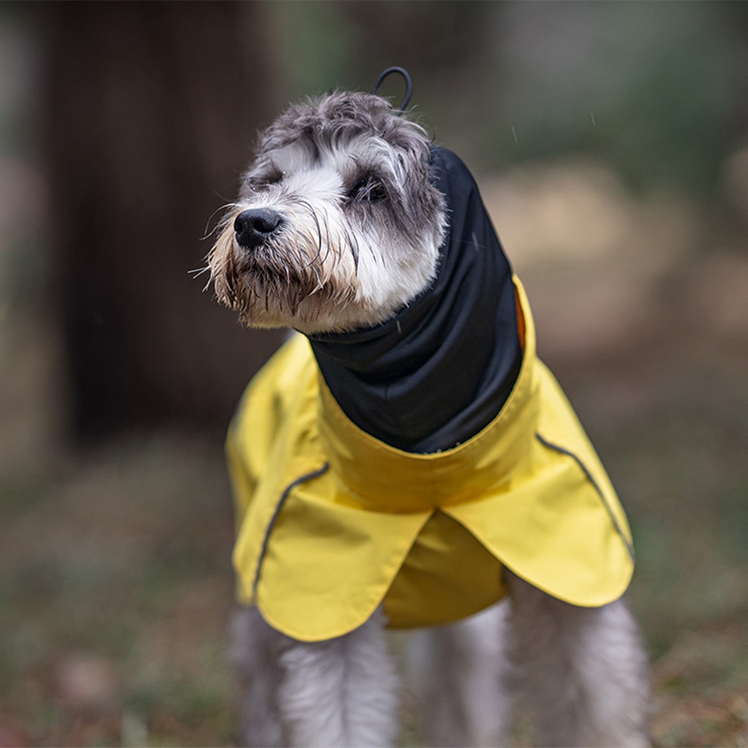 Dog wearing a yellow raincoat with a black collar outdoors