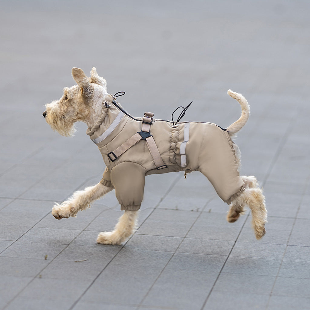 Small dog running outdoors wearing beige windproof and waterproof dog coat. Tiny Menace