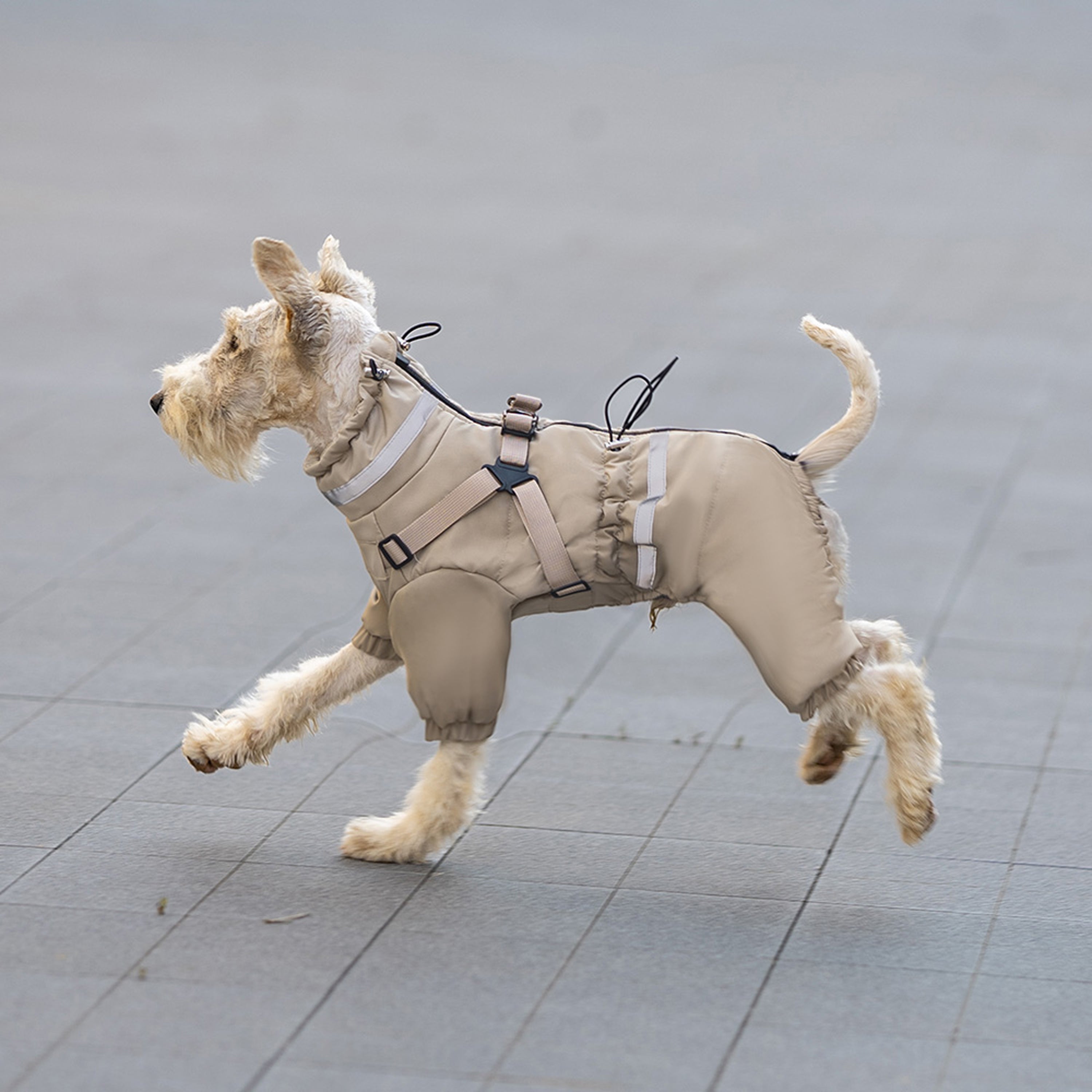 Small dog running outdoors wearing beige windproof and waterproof dog coat. Tiny Menace