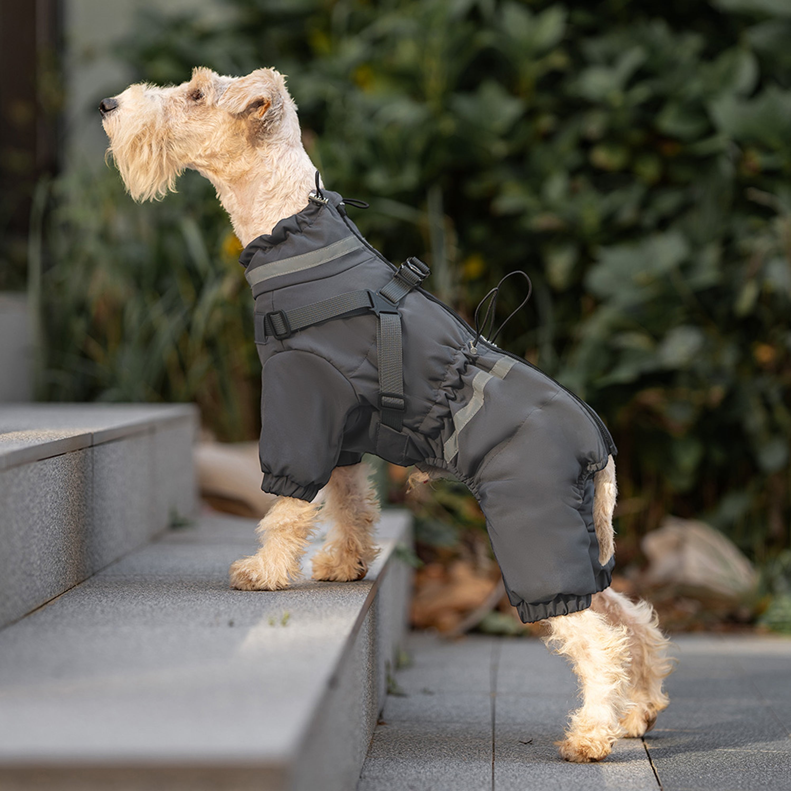 Dog wearing a gray winter coat standing on concrete steps with greenery in the background. Tiny Menace