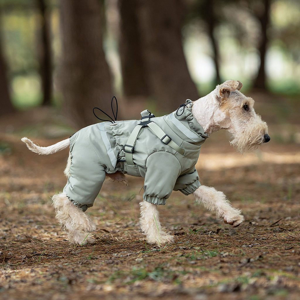 Dog wearing a green winter coat in a forest setting. Tiny Menace