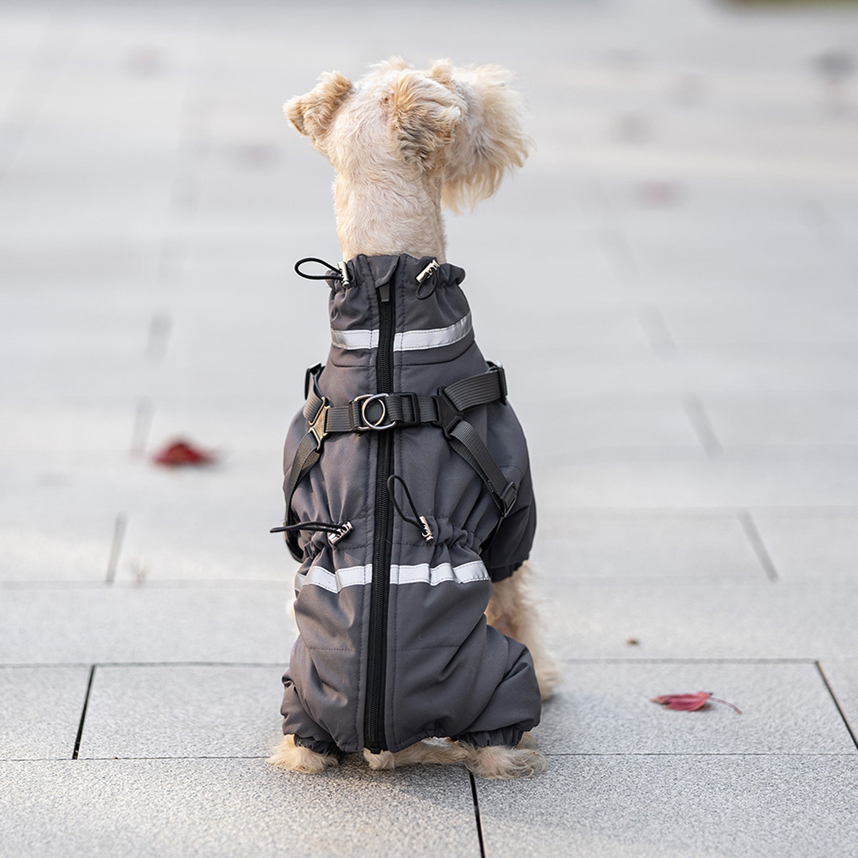 Dog wearing a gray winter coat with reflective stripes on a light gray pavement. Tiny Menace