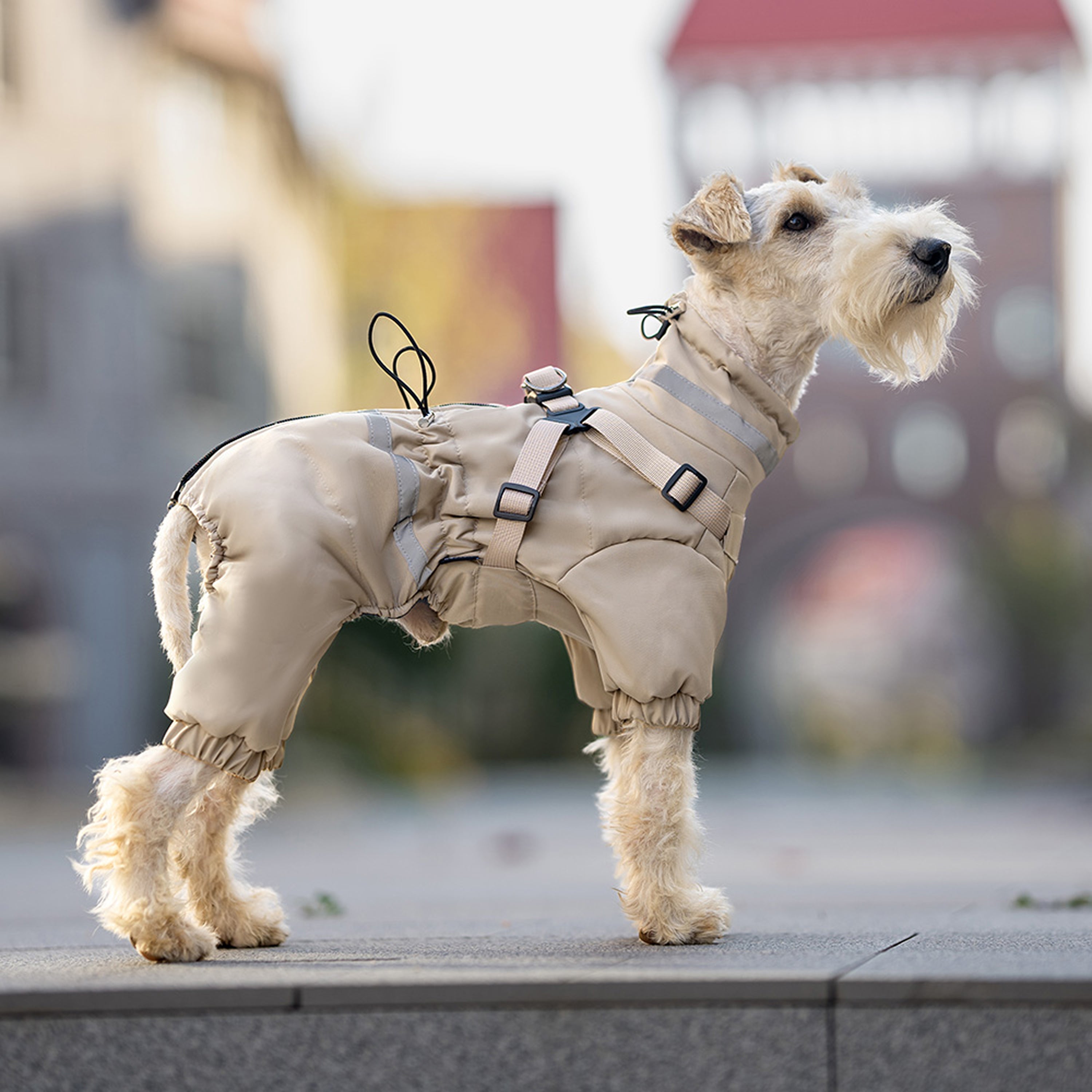Small dog standing outdoors in beige insulated windproof dog coat. Tiny Menace