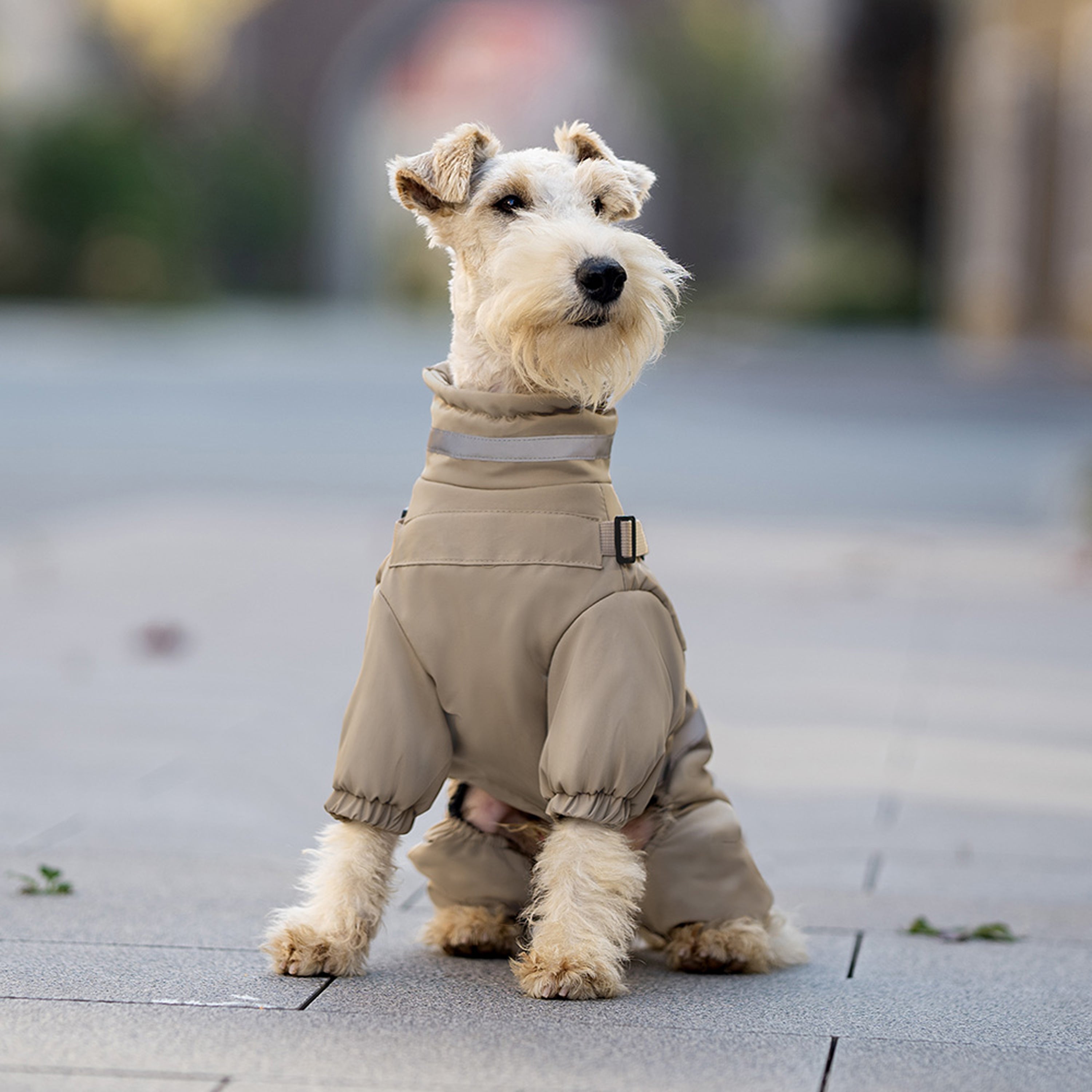 Front view of small dog wearing beige waterproof winter dog coat. Tiny Menace