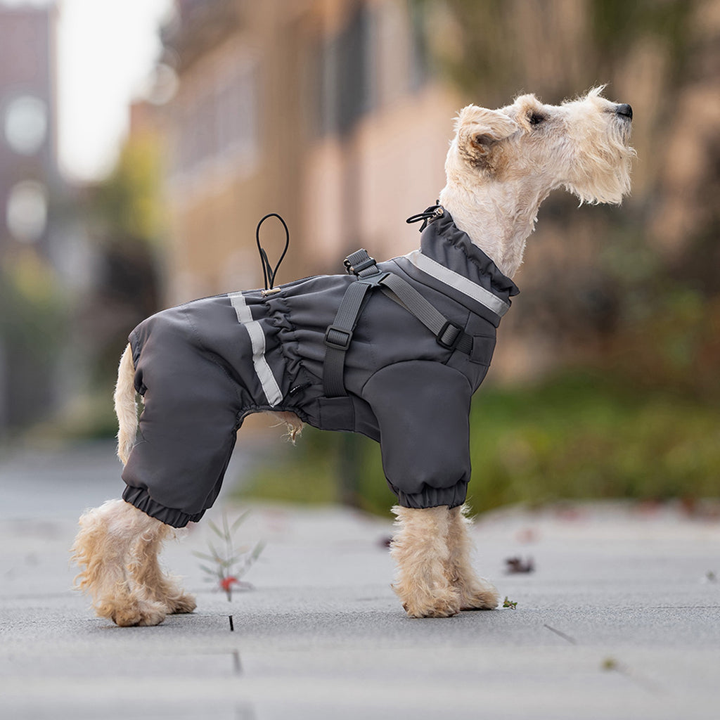Dog wearing a gray raincoat on a sidewalk. Tiny Menace