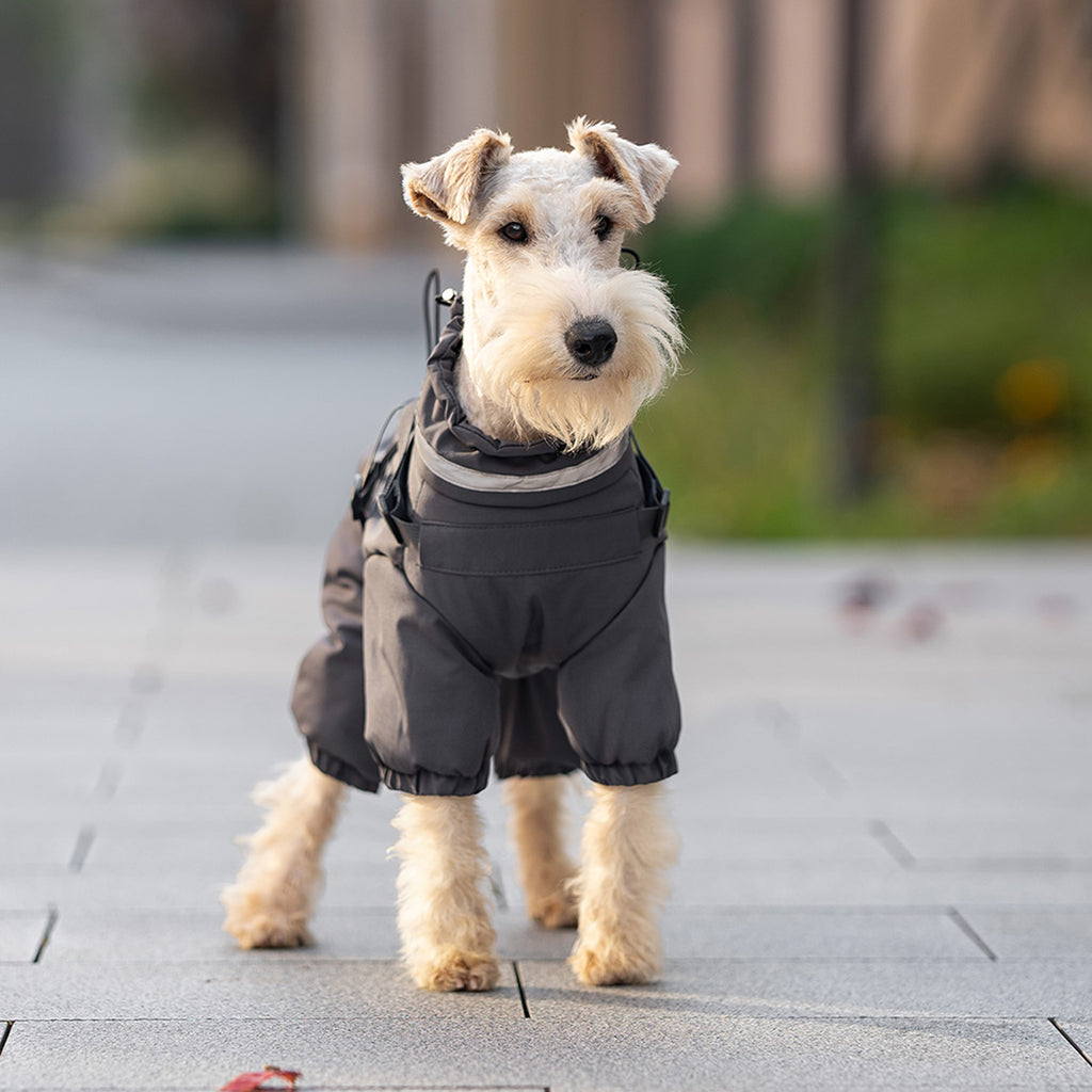 Dog wearing a black raincoat standing on a paved walkway. Tiny Menace