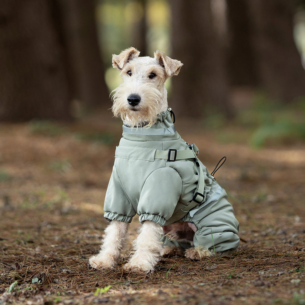Dog wearing a light green outfit standing in a forest setting. Tiny Menace