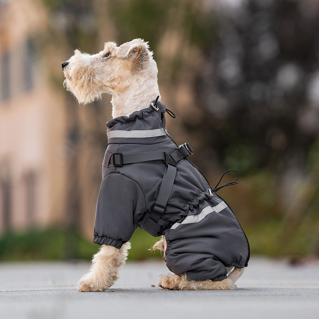 Dog wearing a black snowsuit with reflective stripes on a blurred outdoor background. Tiny Menace