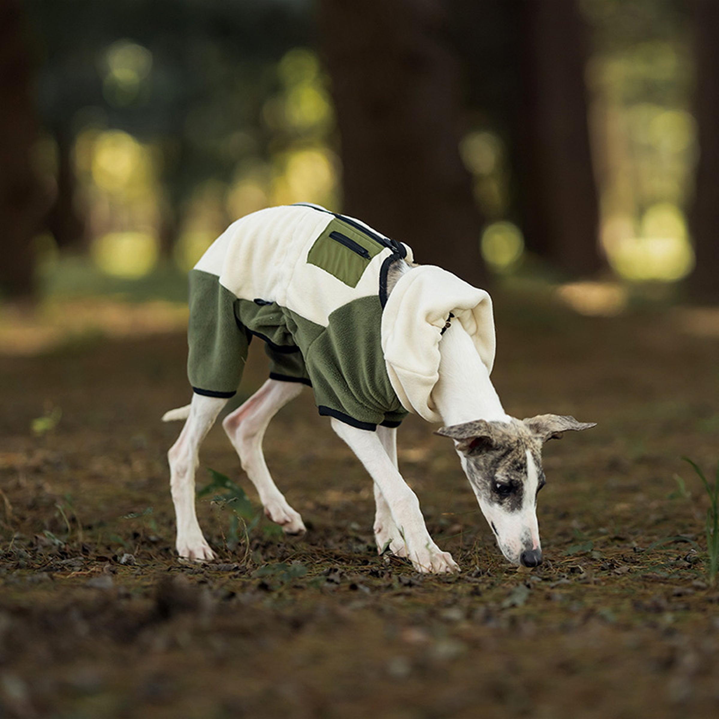 Dog wearing a green and white fleece jacket in a forest setting. Tiny Menace