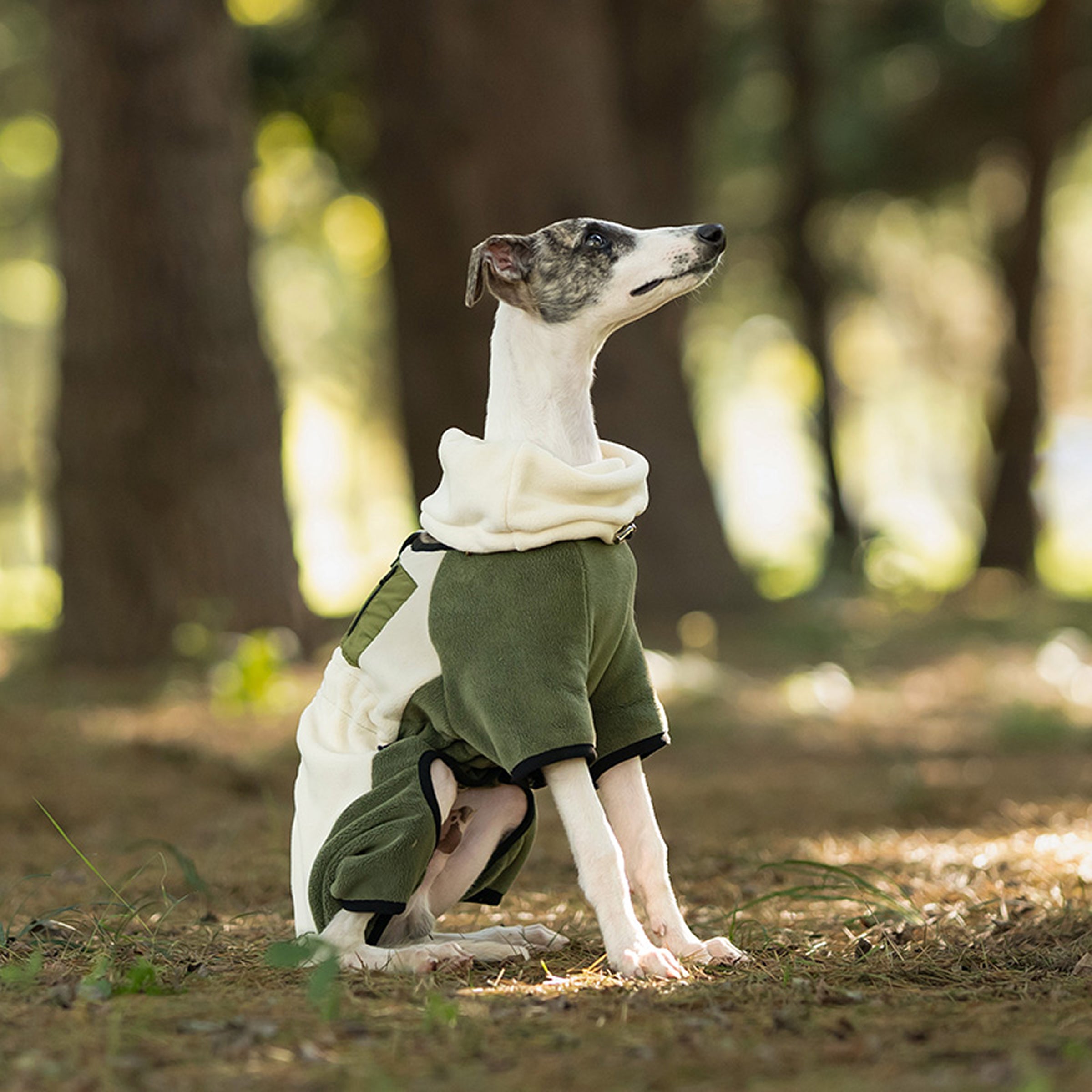 Dog wearing a green fleece jacket with a forest background. Tiny Menace