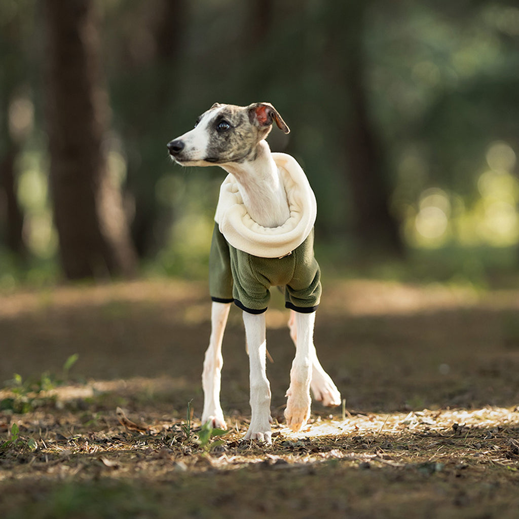 Dog wearing a green fleece jacket standing in a natural setting with trees and grass. Tiny Menace