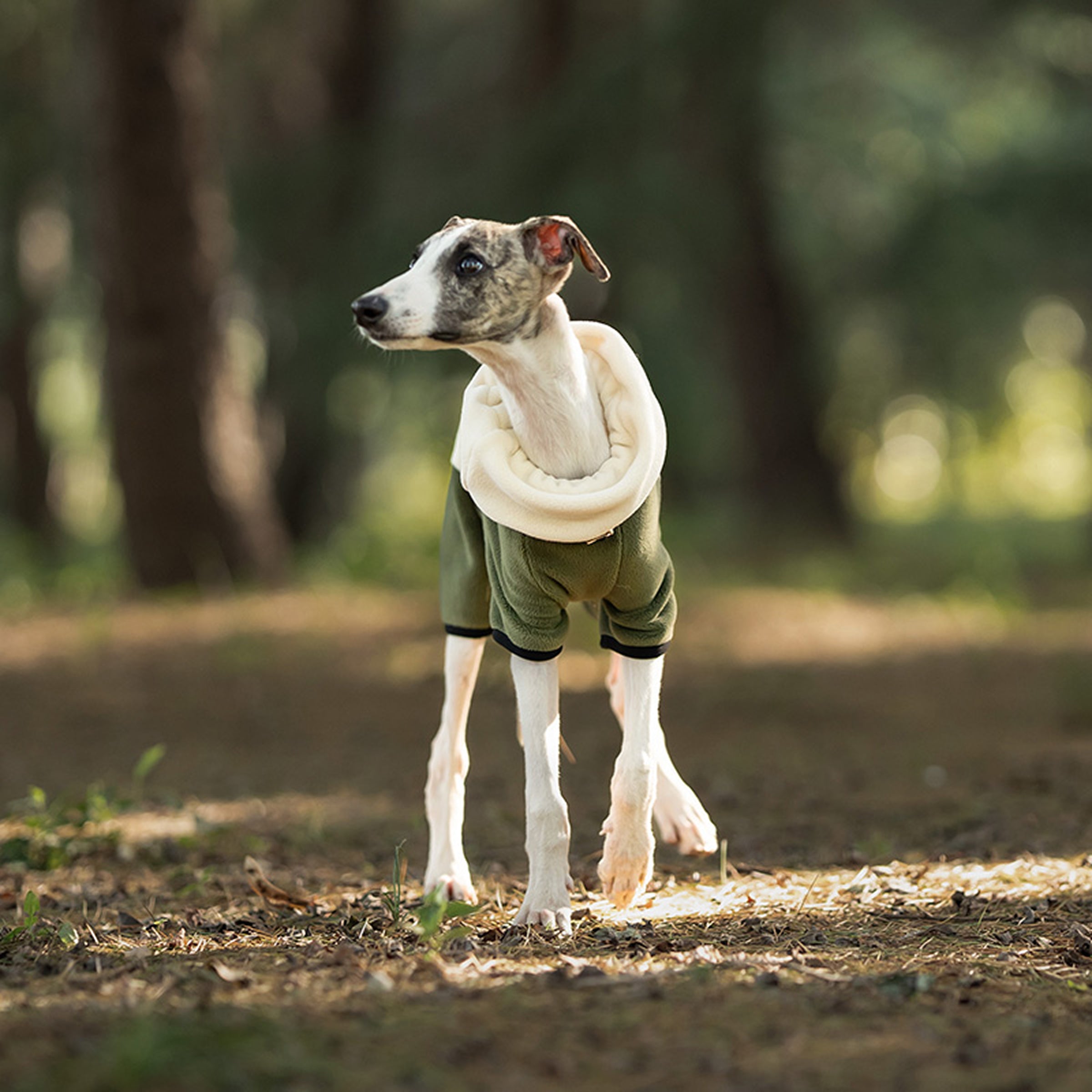 Dog wearing a green fleece jacket standing in a natural setting with trees and grass. Tiny Menace